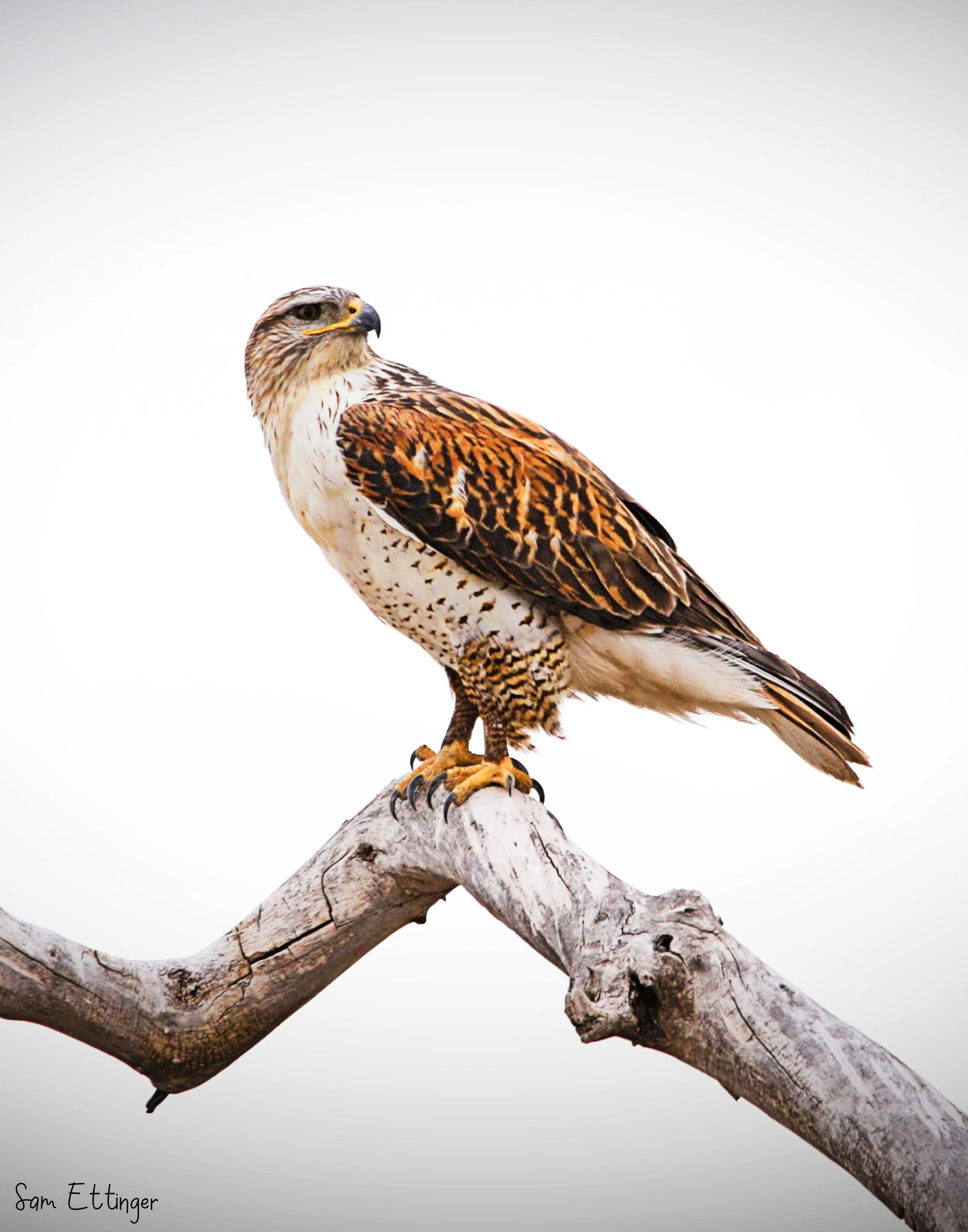 Amazing Ferruginous Hawk .jpg