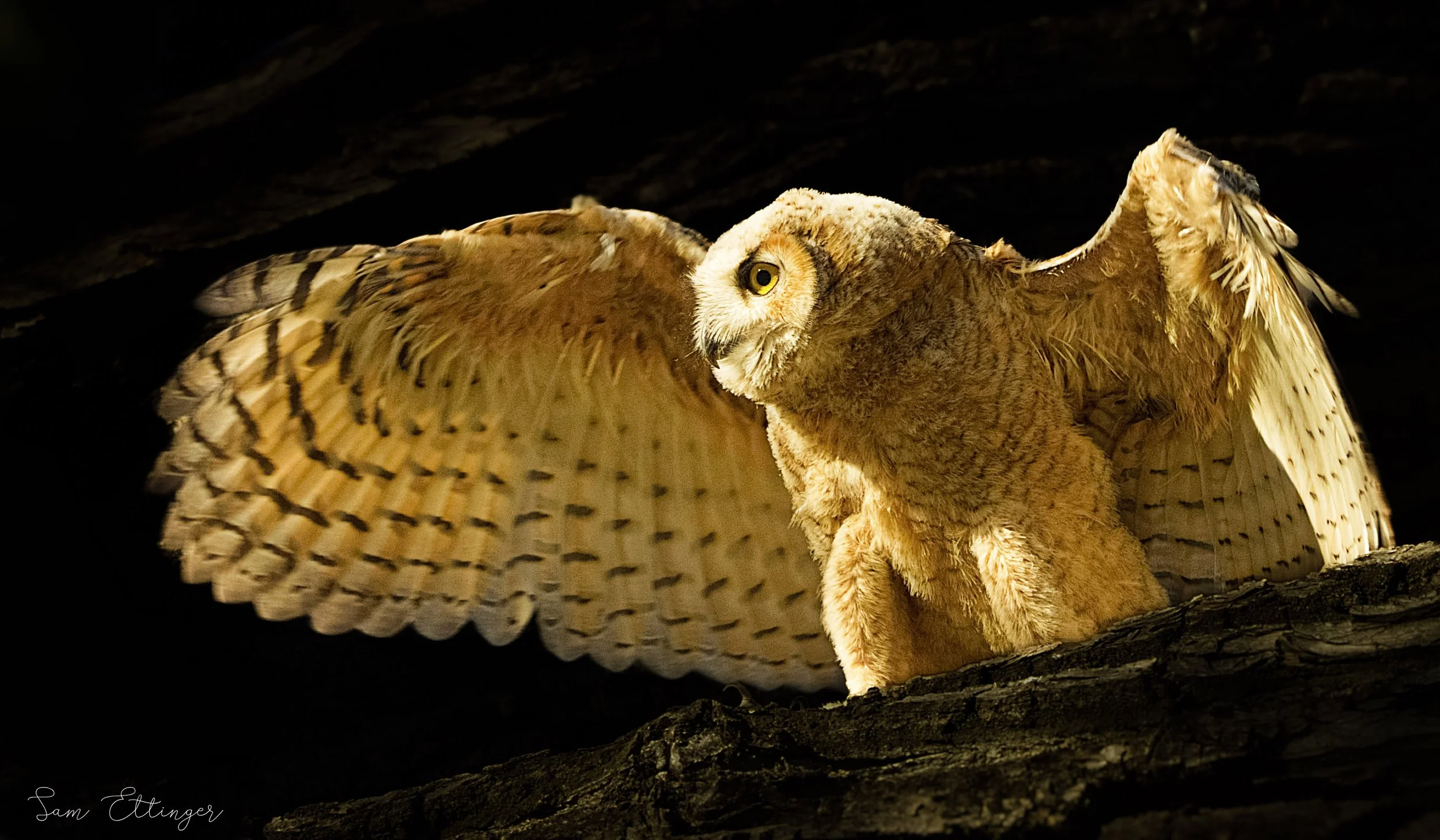 Stunning Owl chick climbing (2)1.jpg