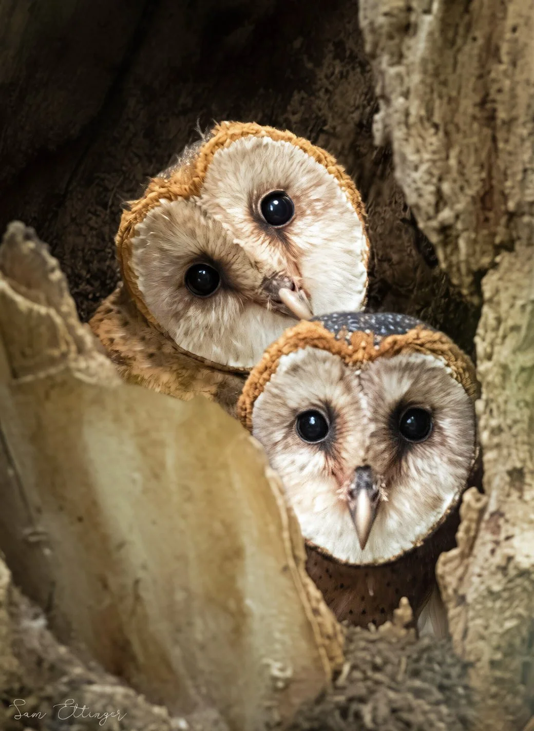 Stunning Best Curious Barn Owls.jpg