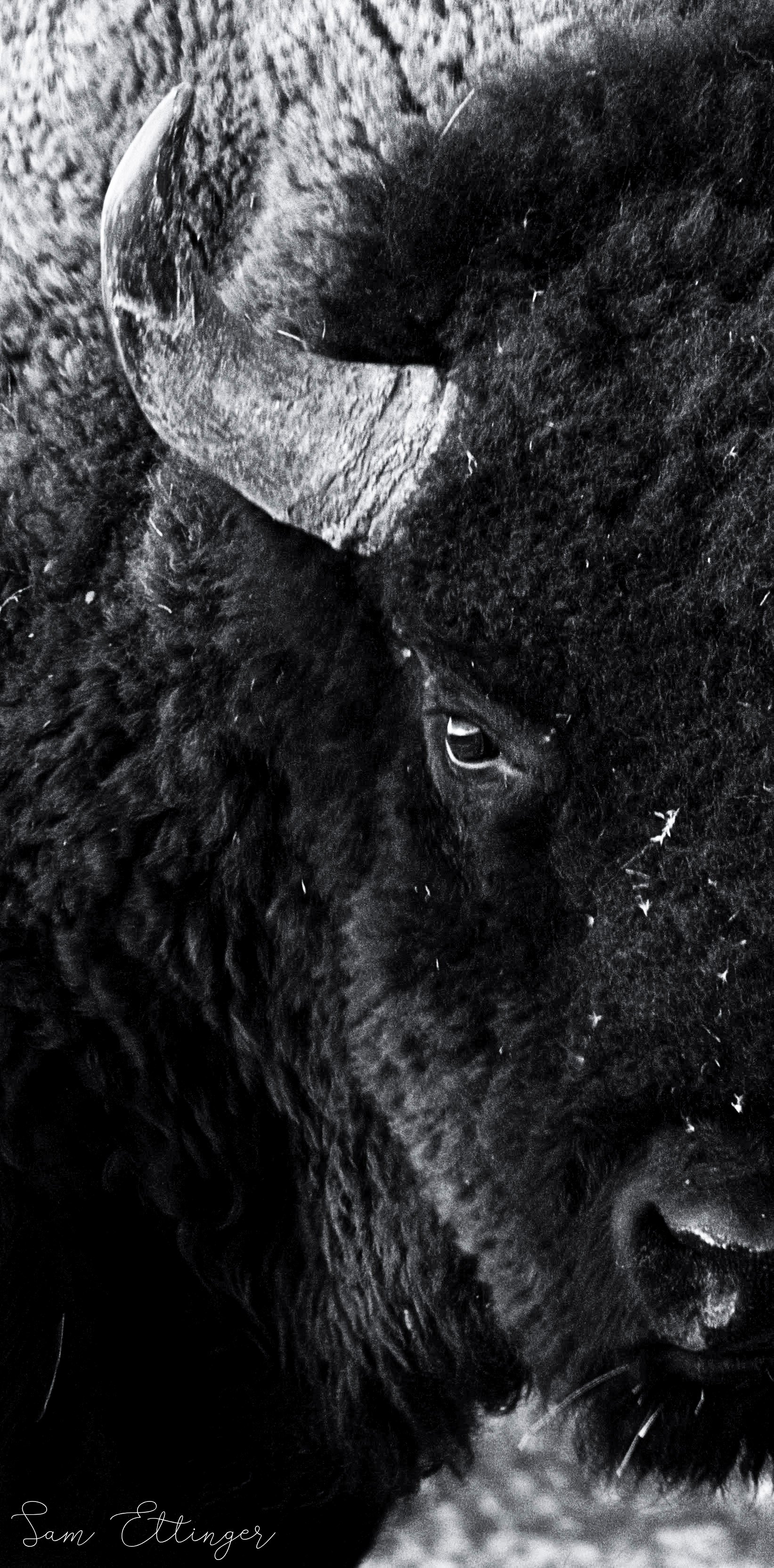 Bison up close 12.jpg