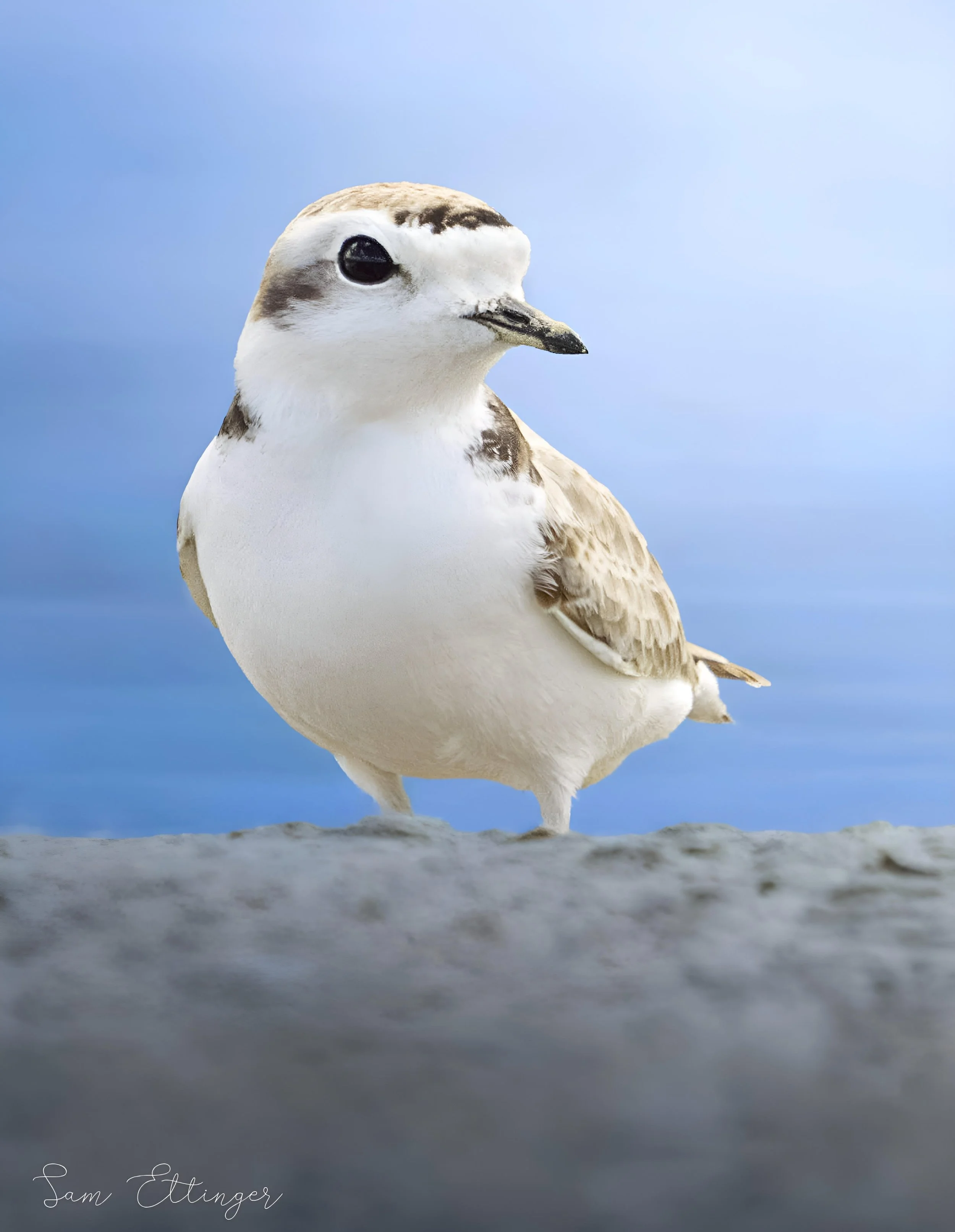 The Best Snowy Plover1.jpg