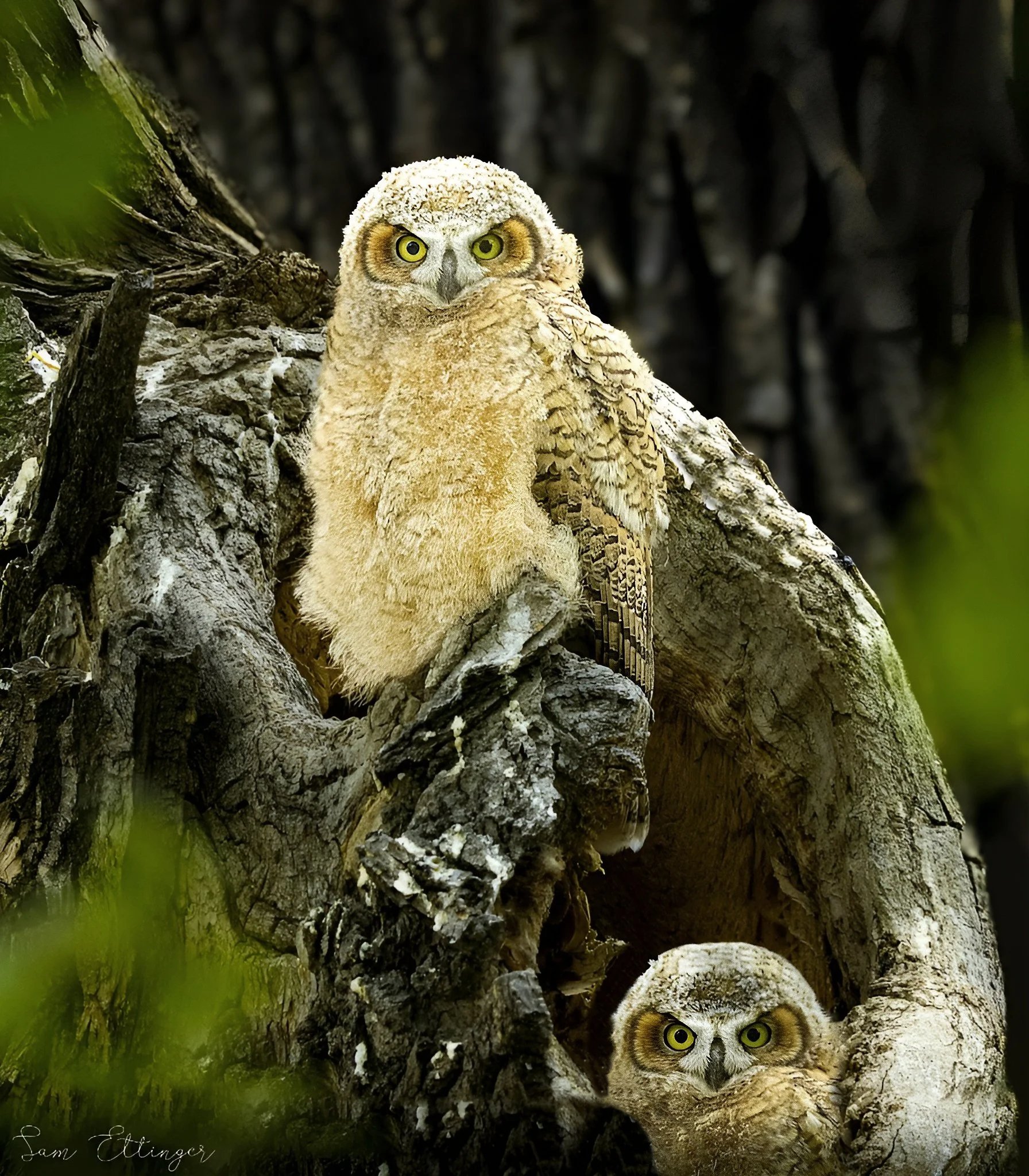 Owl Babies.jpg