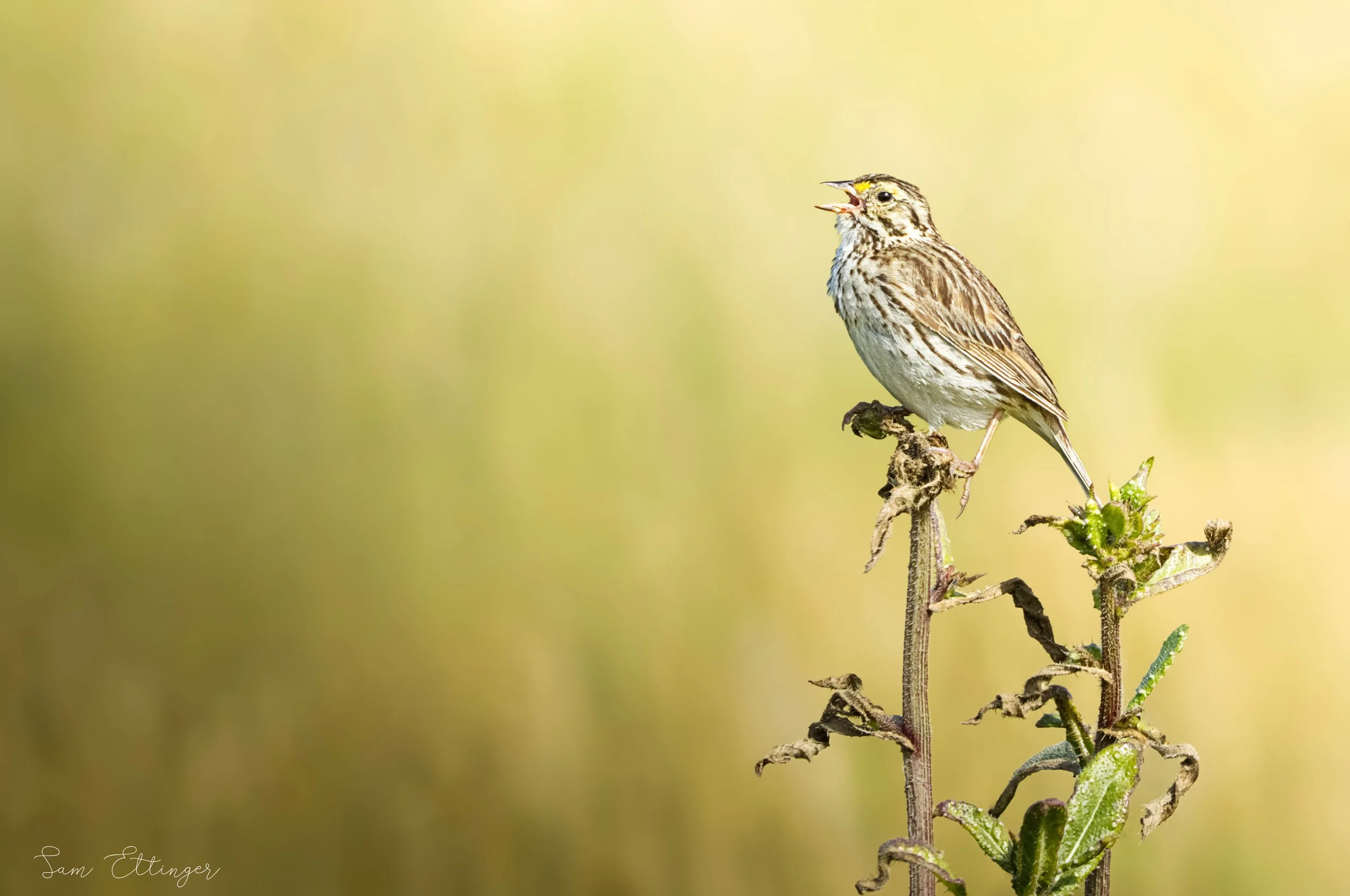 Th Best Savannah Sparrow1.jpg