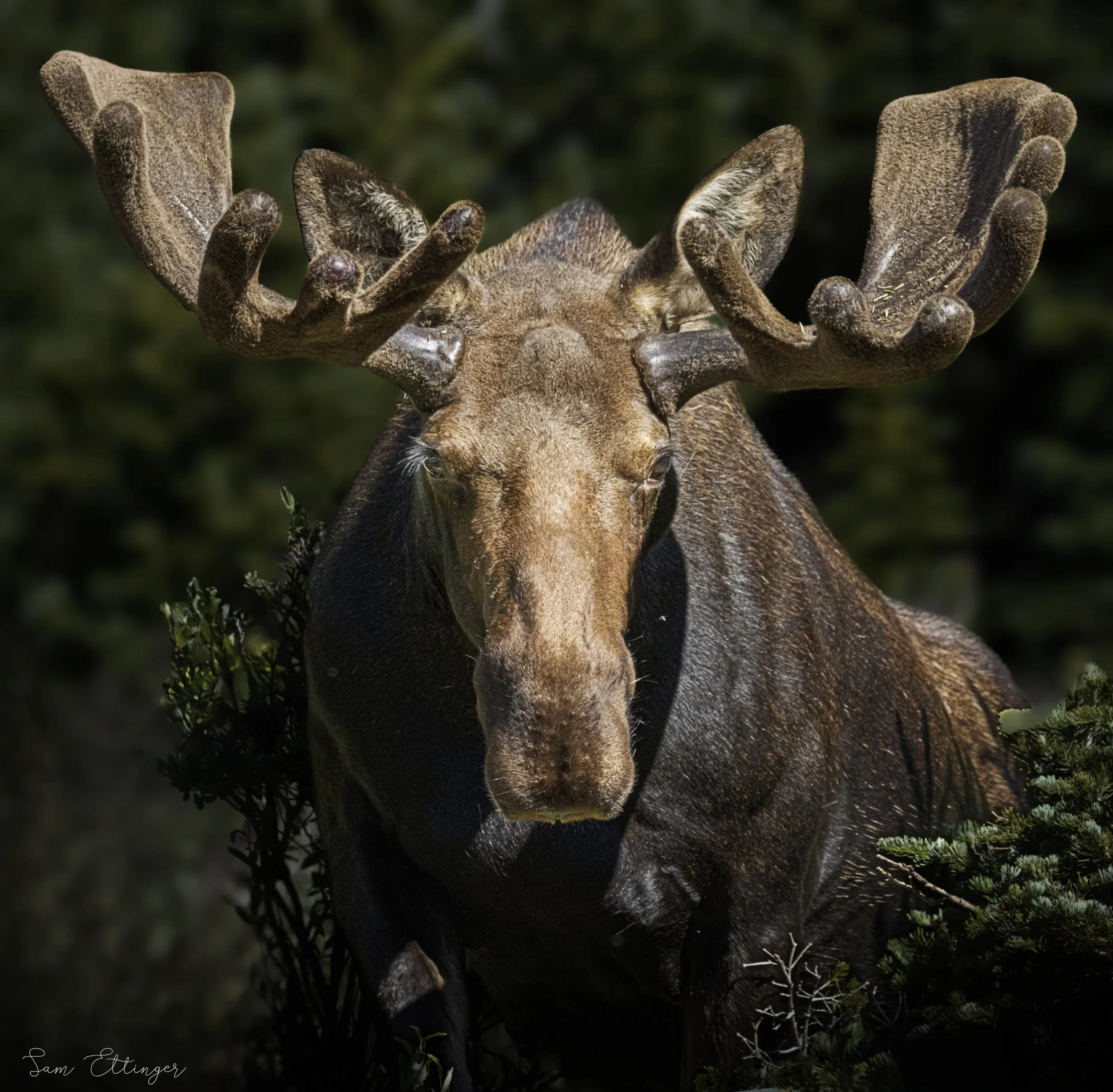 Insane Giant Bull Moose (2).jpg
