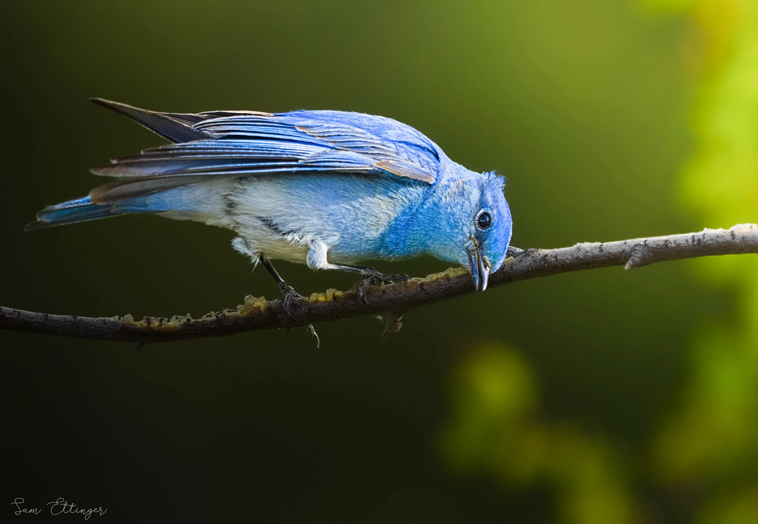 Stunning Bluebird (3).jpg