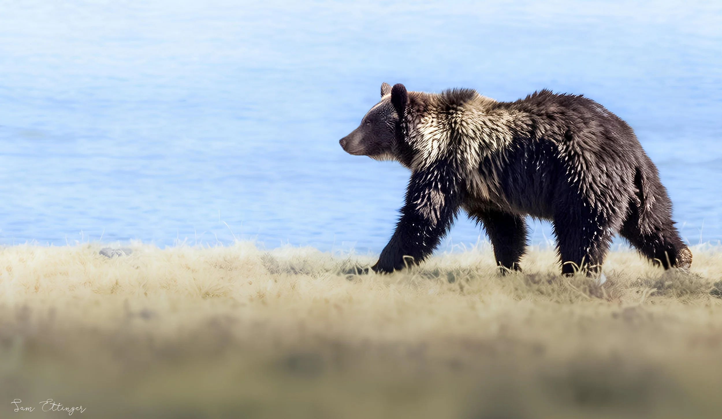 Best Grizzly Bear.jpg