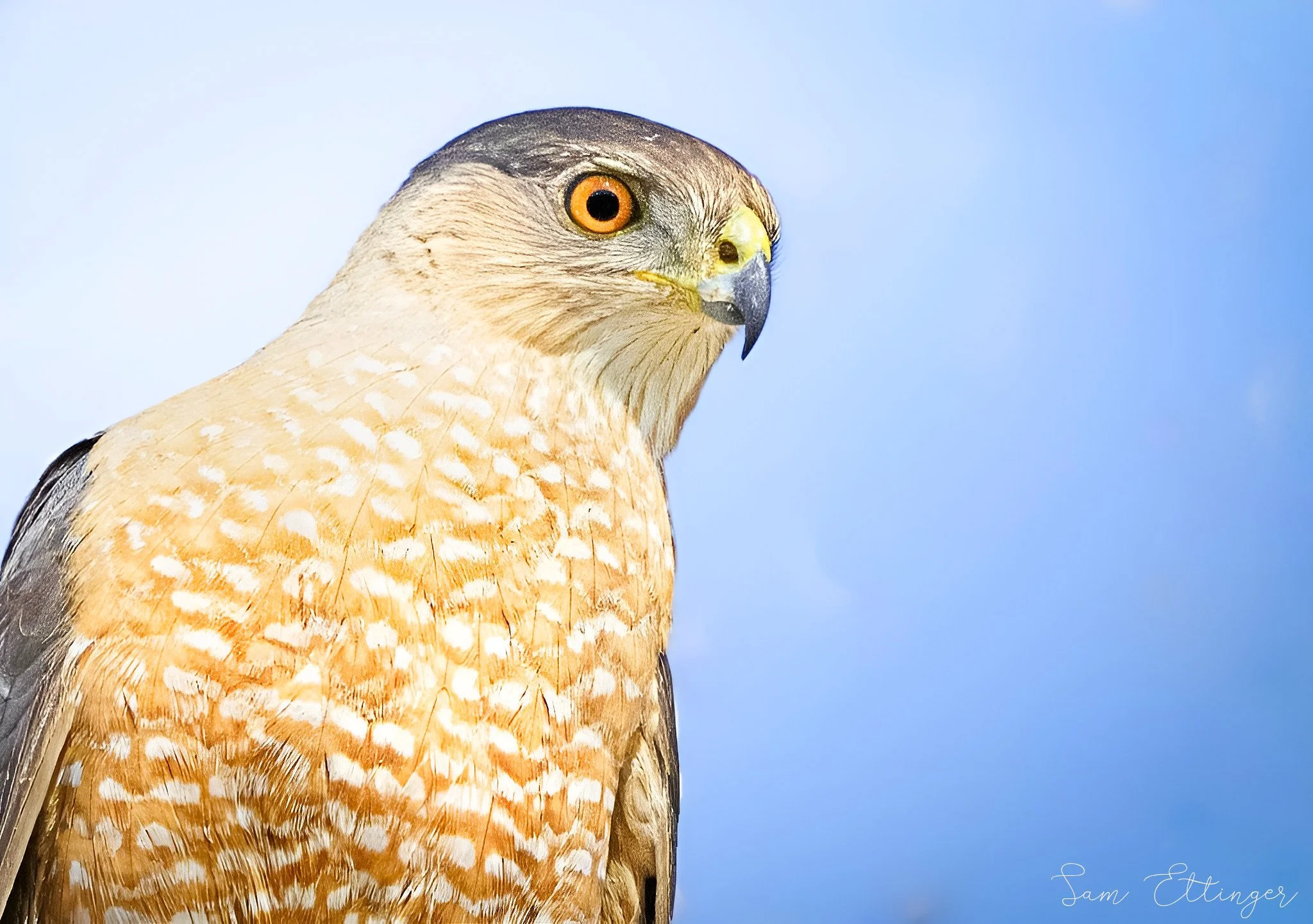 The Best Coopers Hawk.jpg