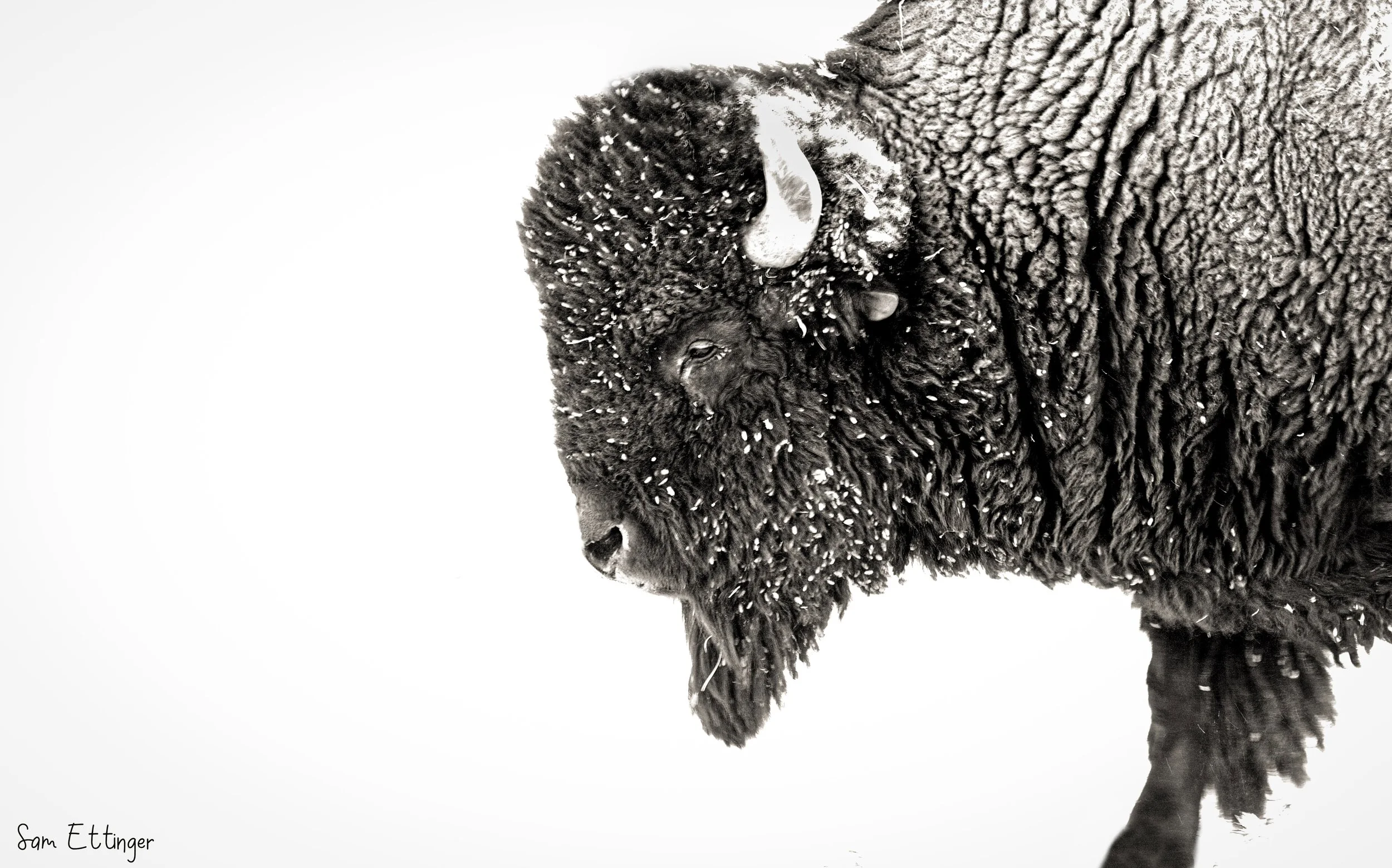 Sunning Bison In Blizzard .jpg