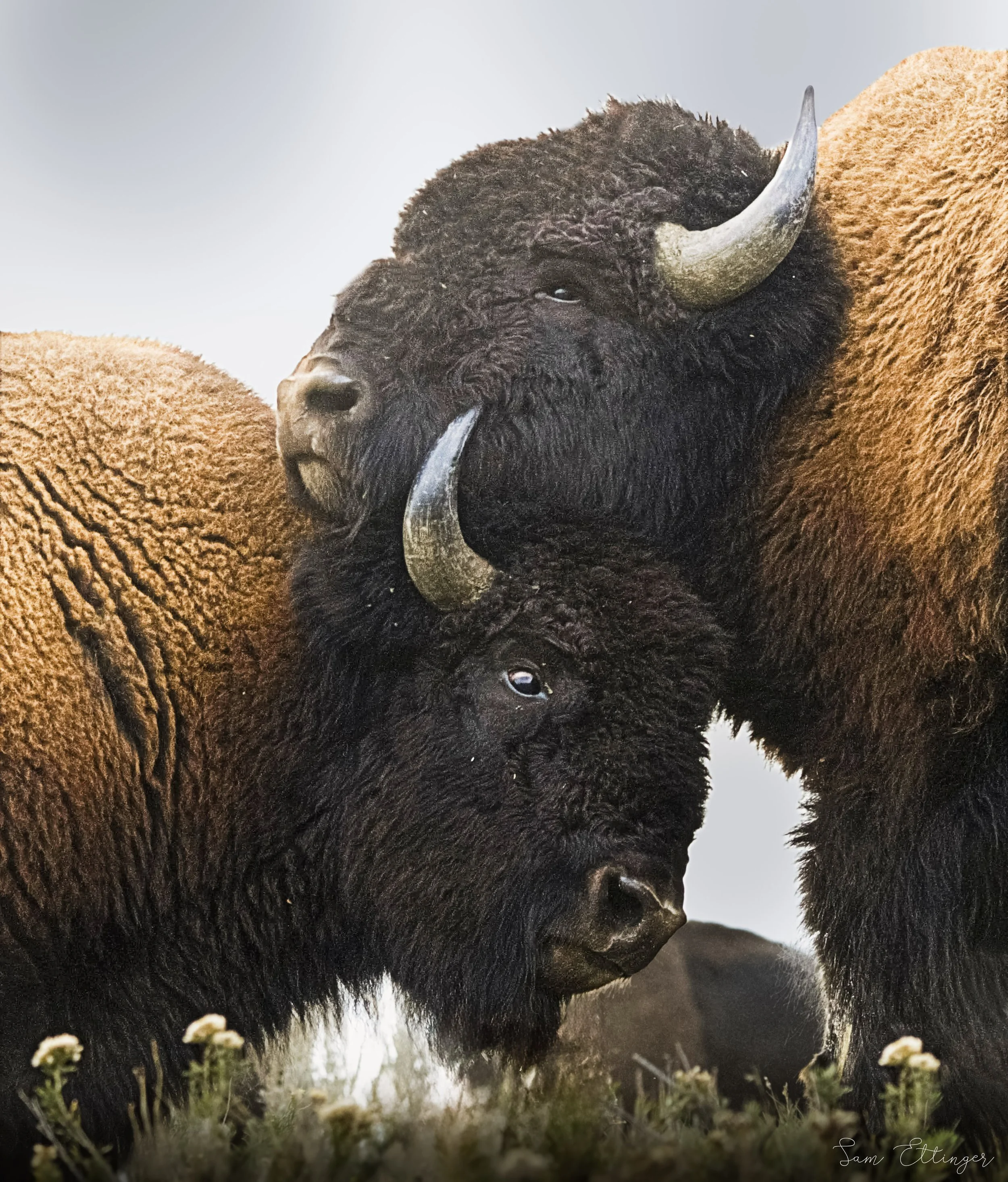 Stunning Bison cuddling1.jpg