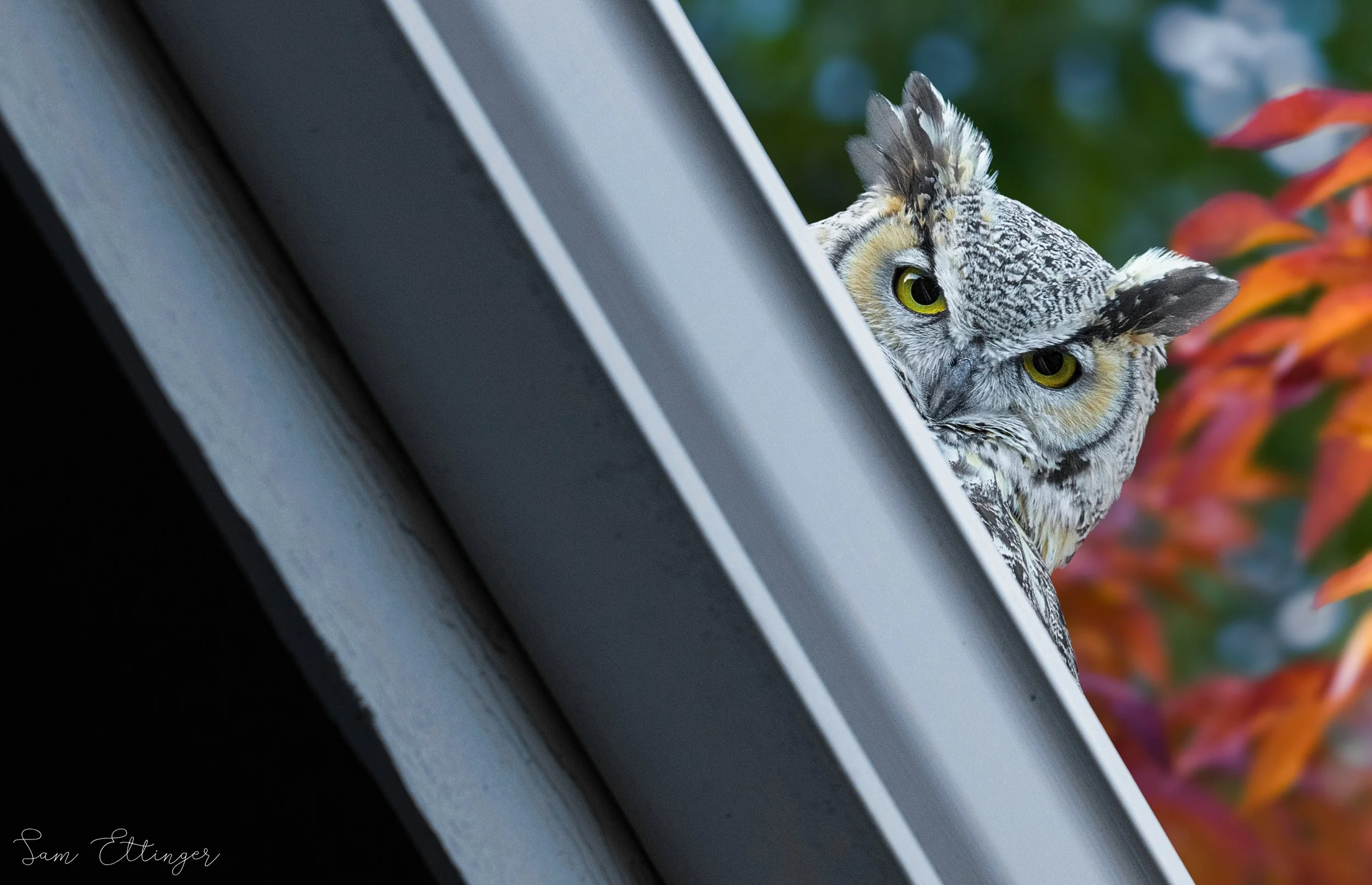 Owl saying hello 12.jpg
