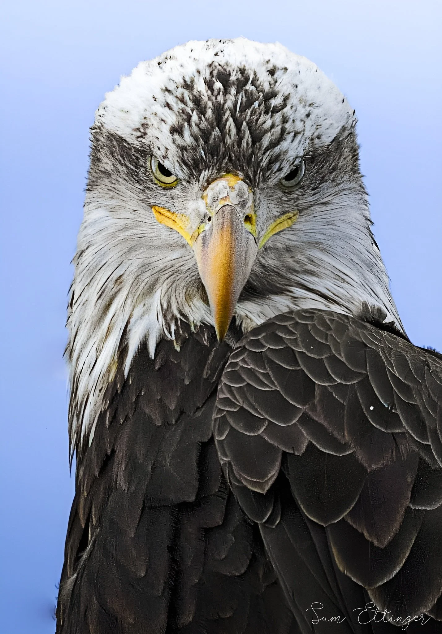 Bald Eagle stare 1(2).jpg