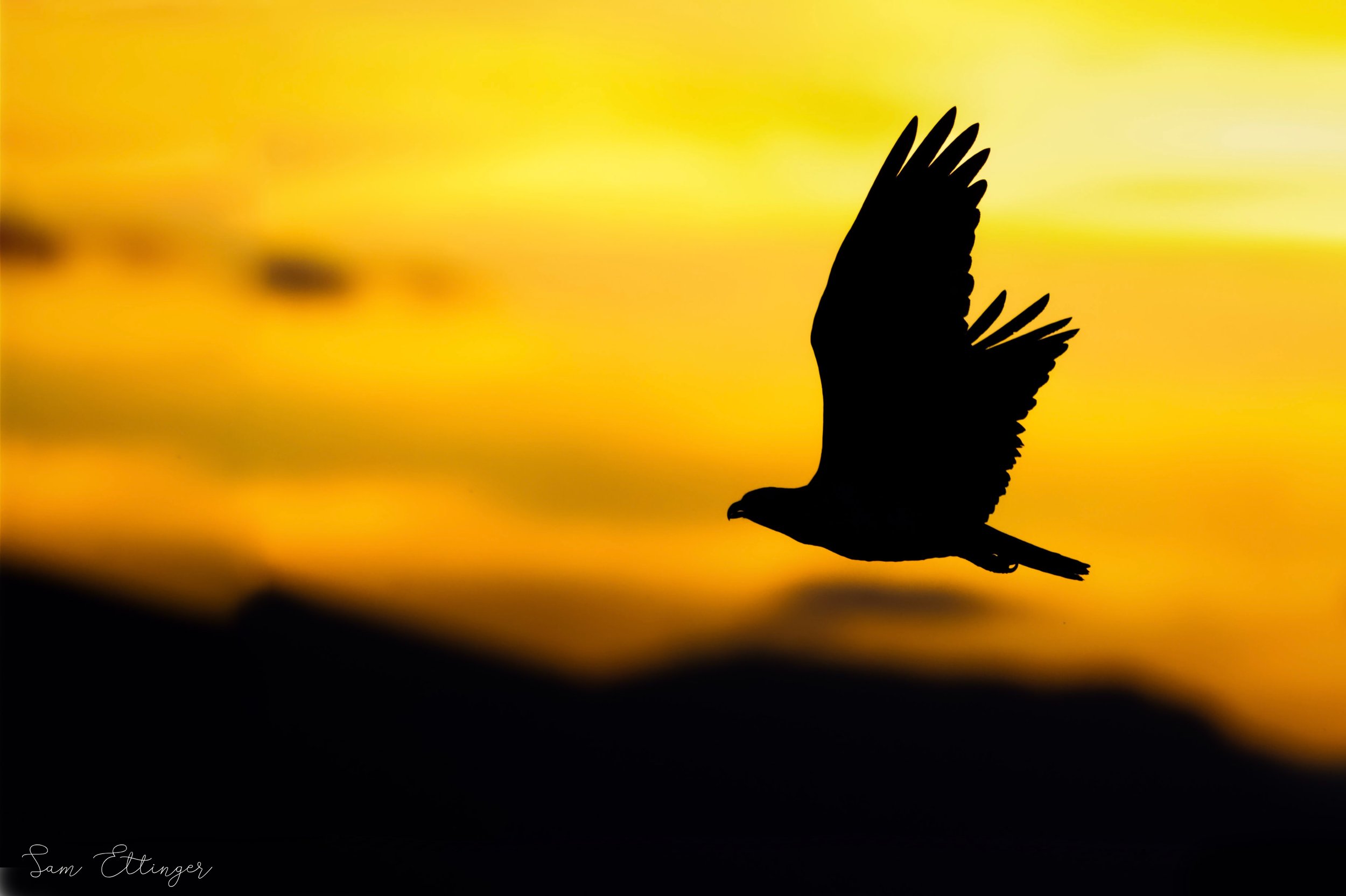 Osprey backlit (1) (1).jpg