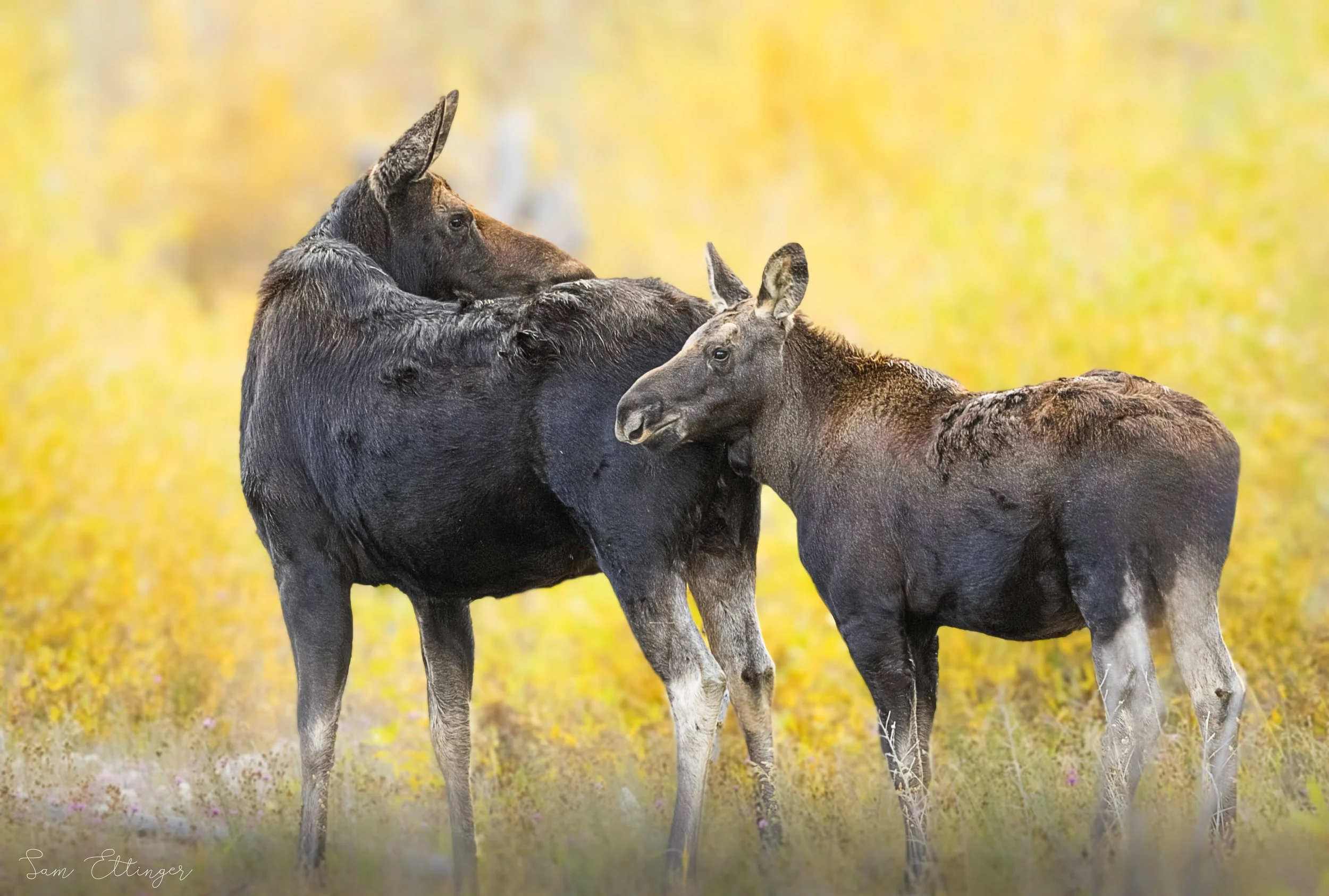 Stunning Mama Moose and Baby (2).jpg
