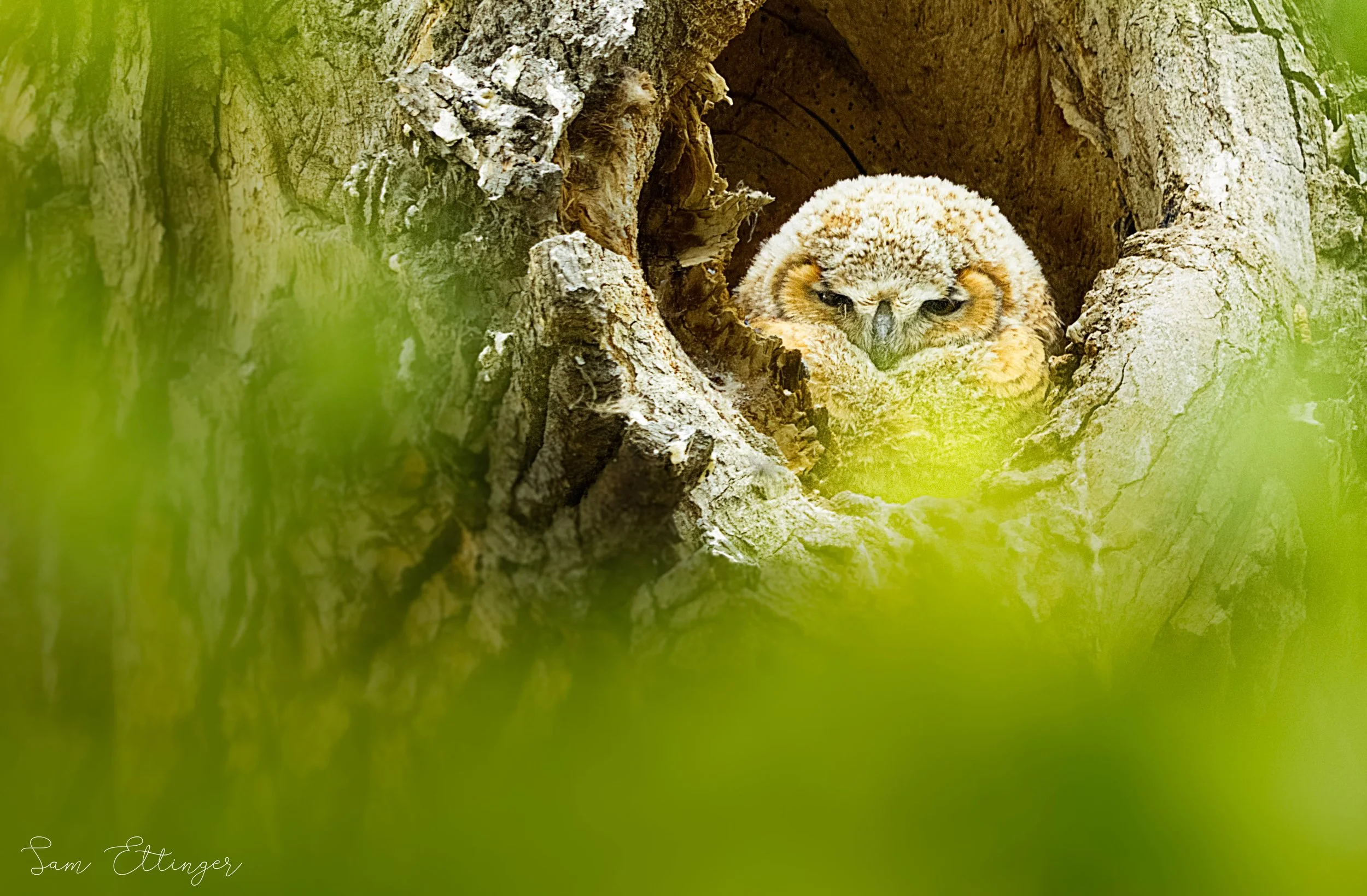Owl fuzzble1.jpg