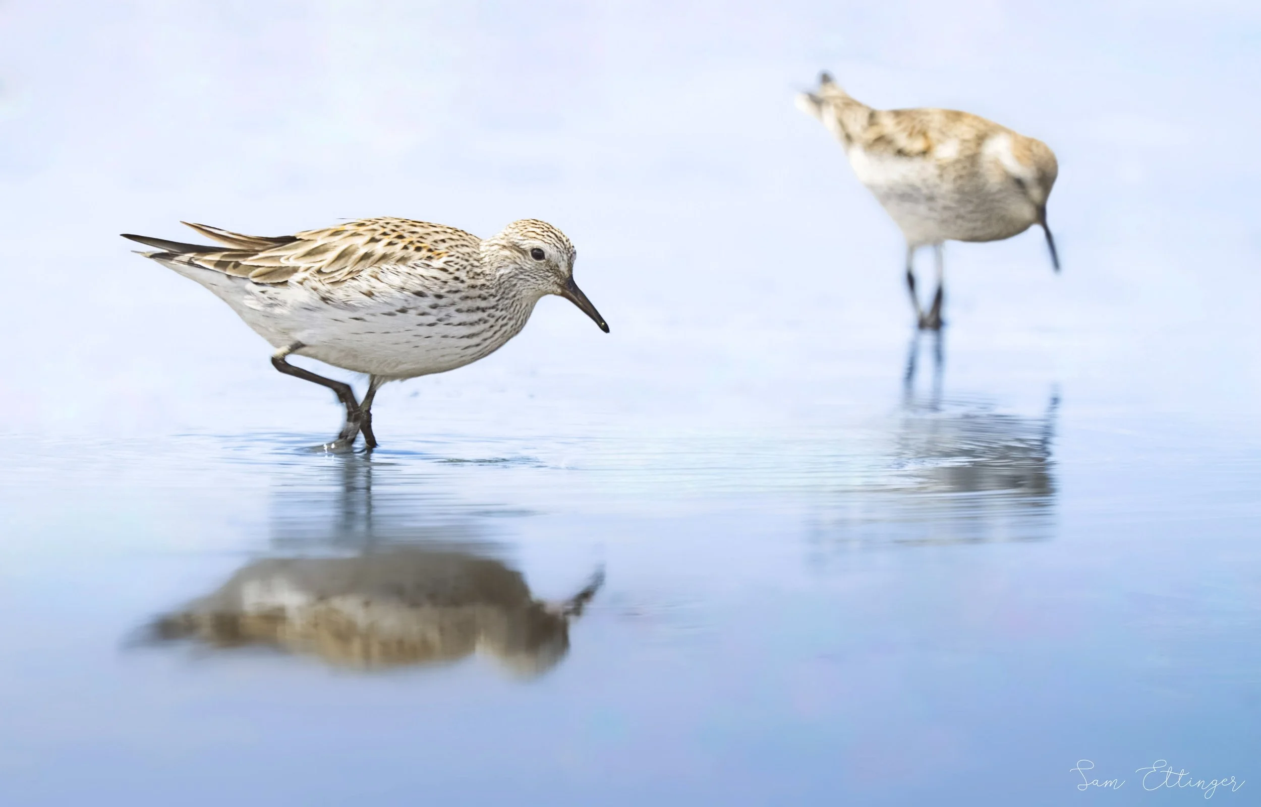 Amazing Sandpipers (1) (1).jpg