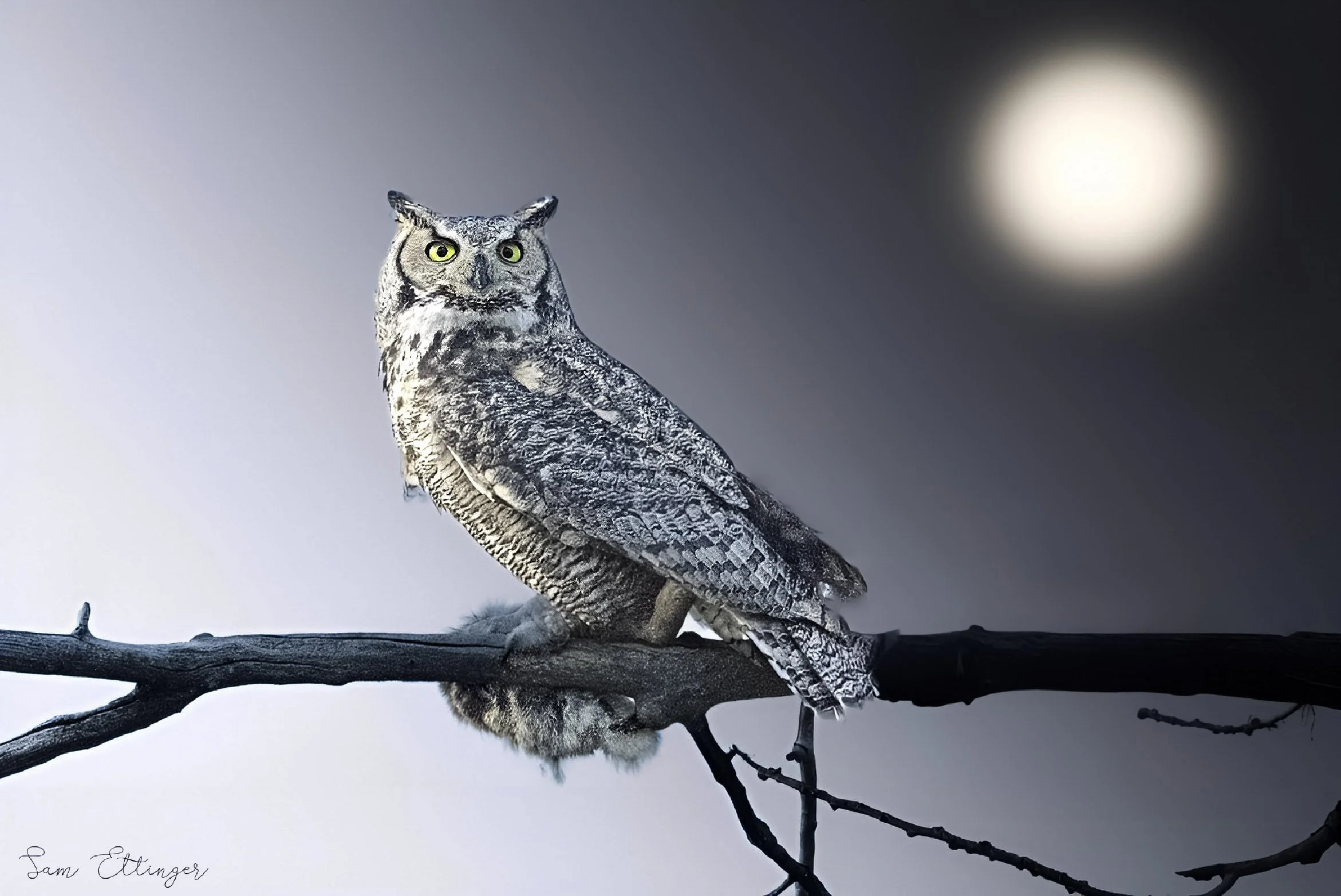 Great Horned owl and Moon.jpg