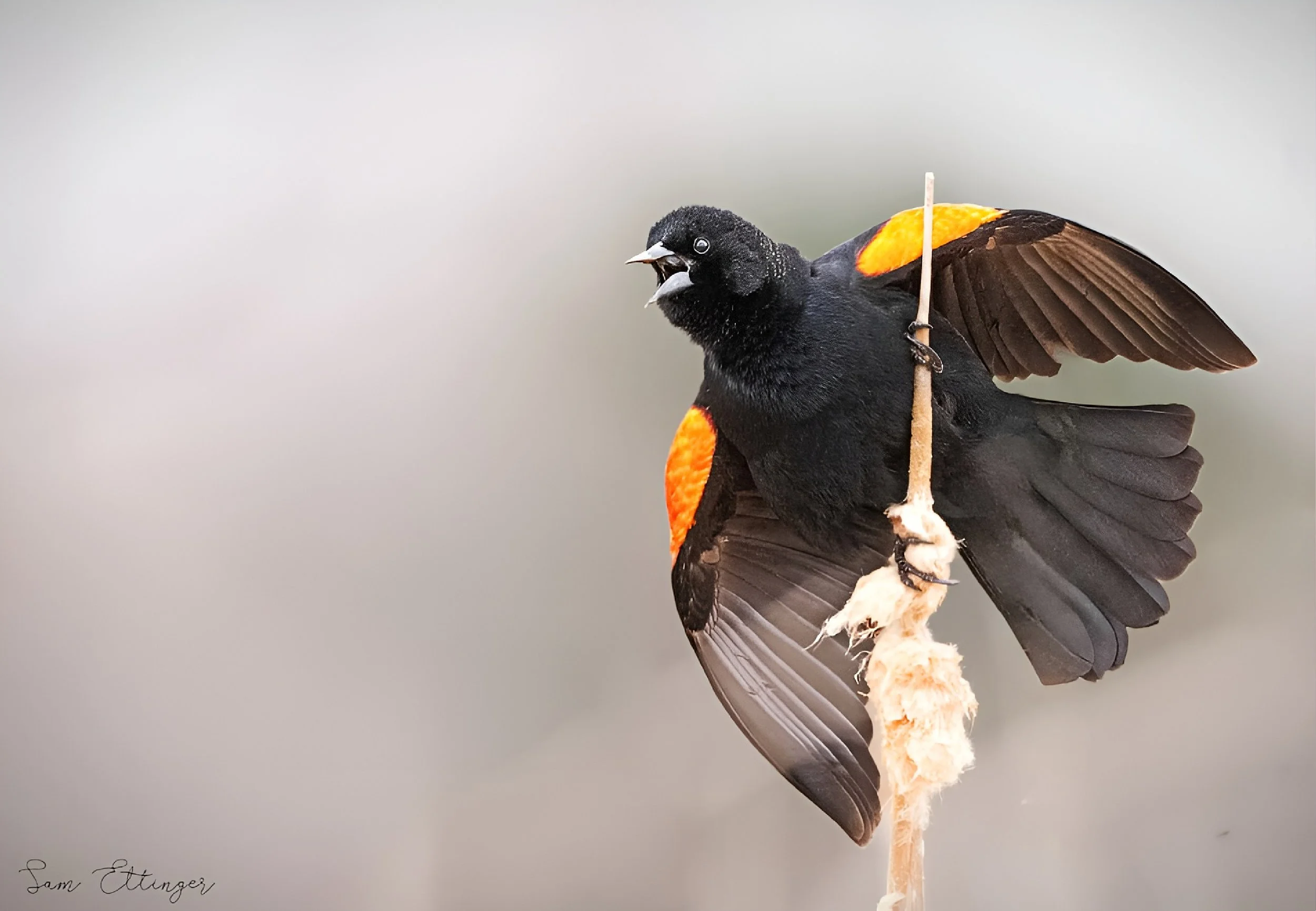 Proudly Singing in Sad Times.jpg