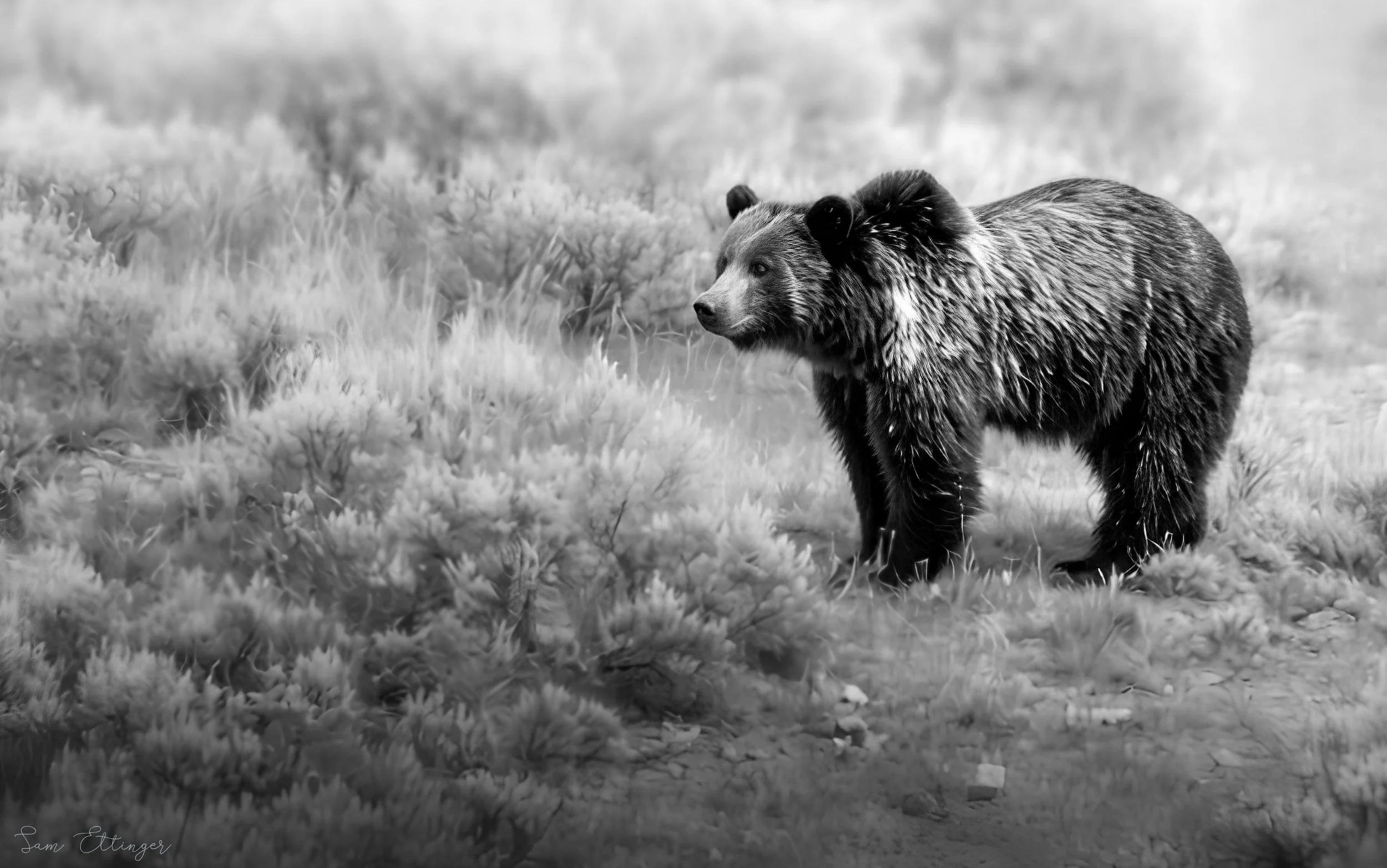 Stunning Grizzly Bear (3) (1)2.jpg
