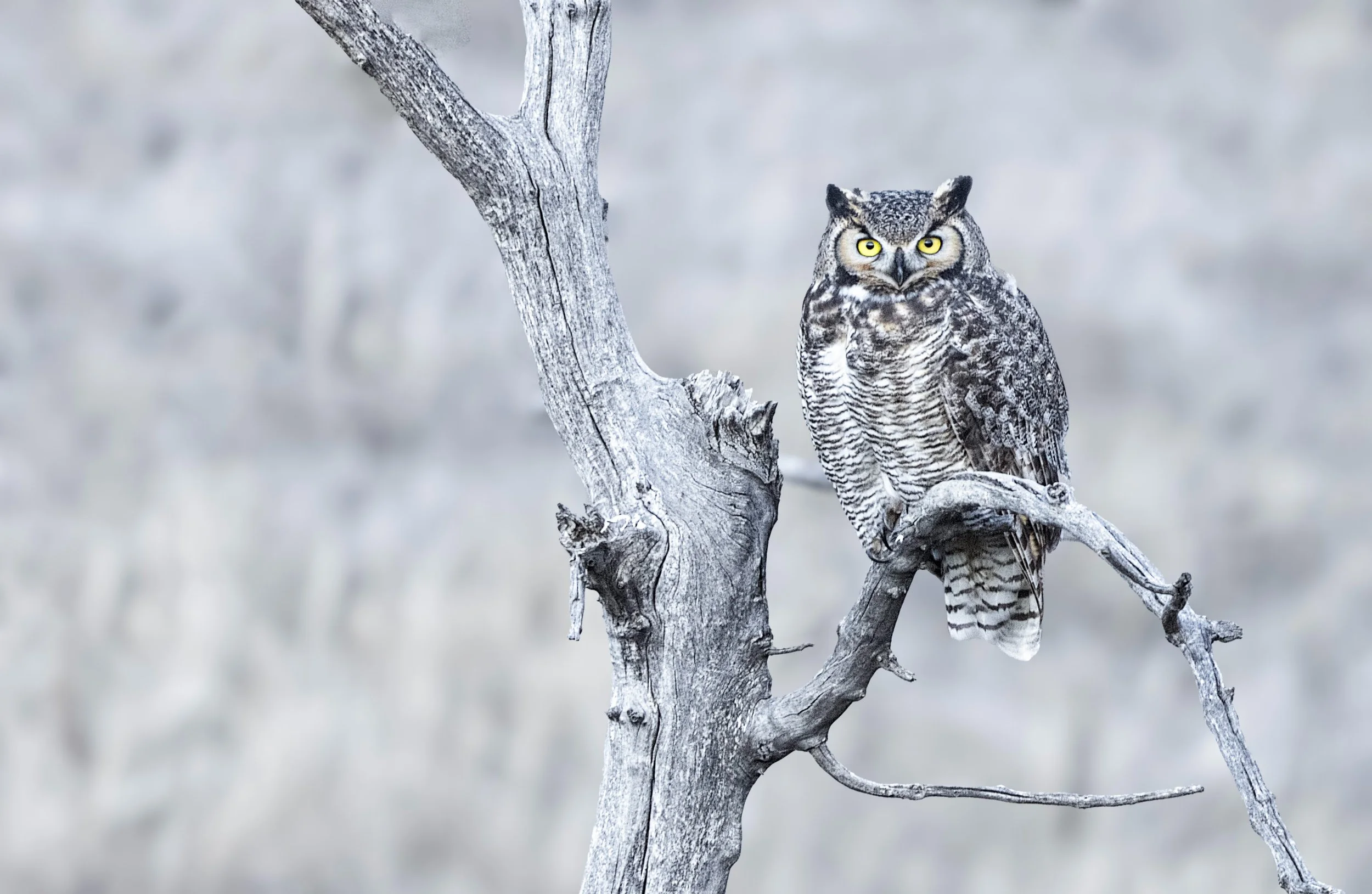 Stunning Great Owl (1).jpg