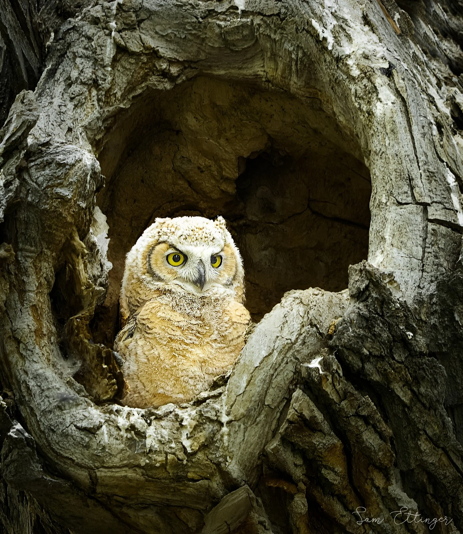 Fantastic Owl chick12.jpg