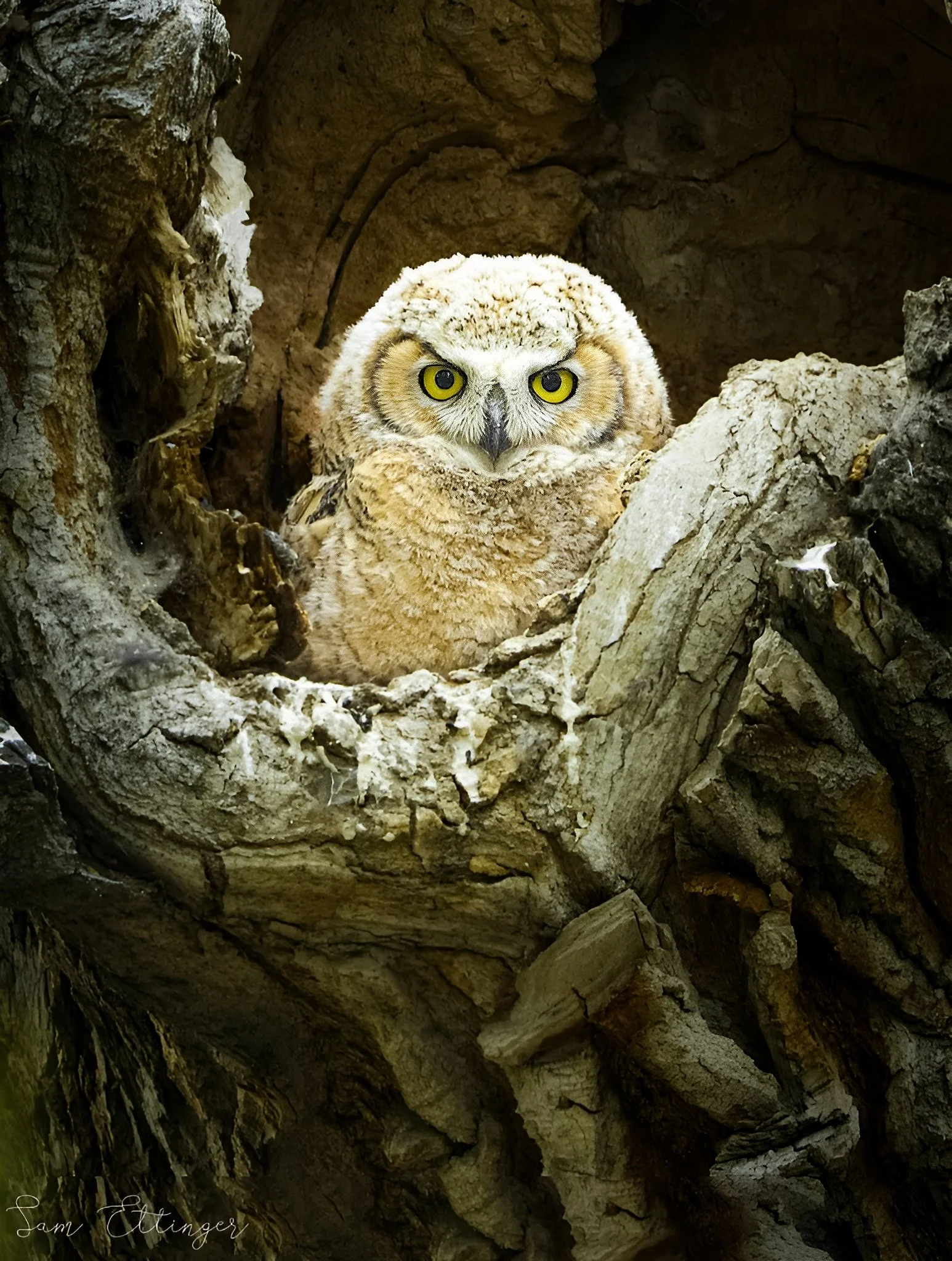 Amazing Owl.jpg