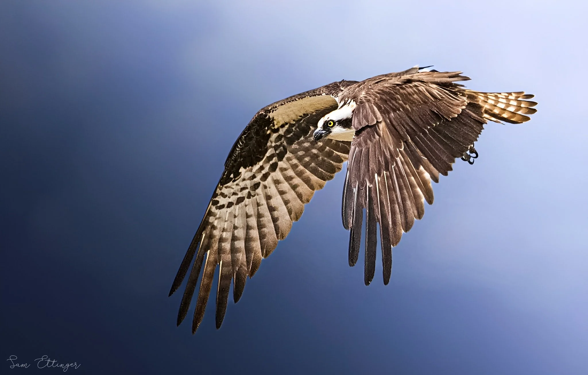 Stunning Osprey  12.jpg