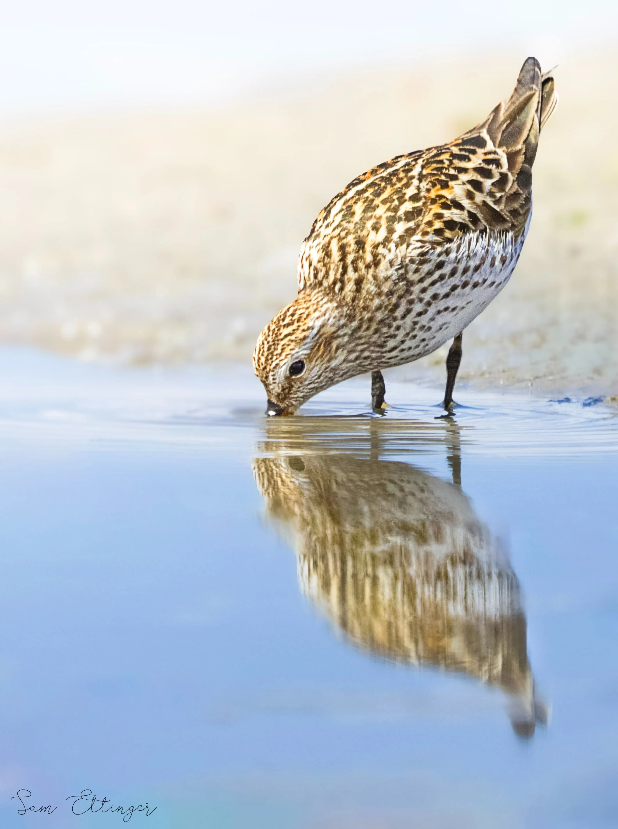 Beautiful Rumped sandpiper (1).jpg