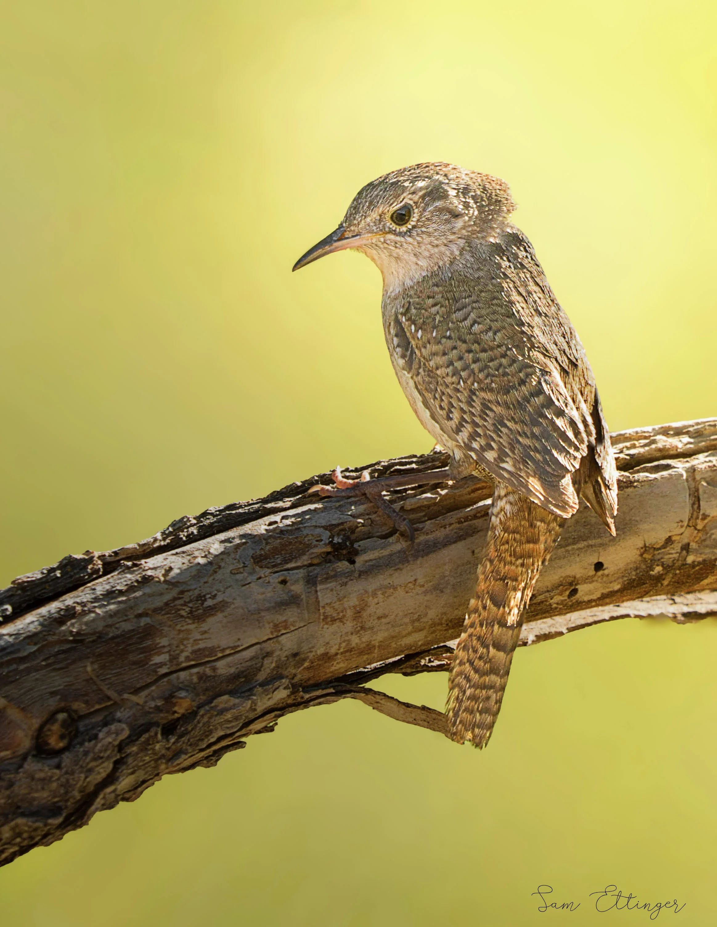 Stunning House Wren1 (1).jpg