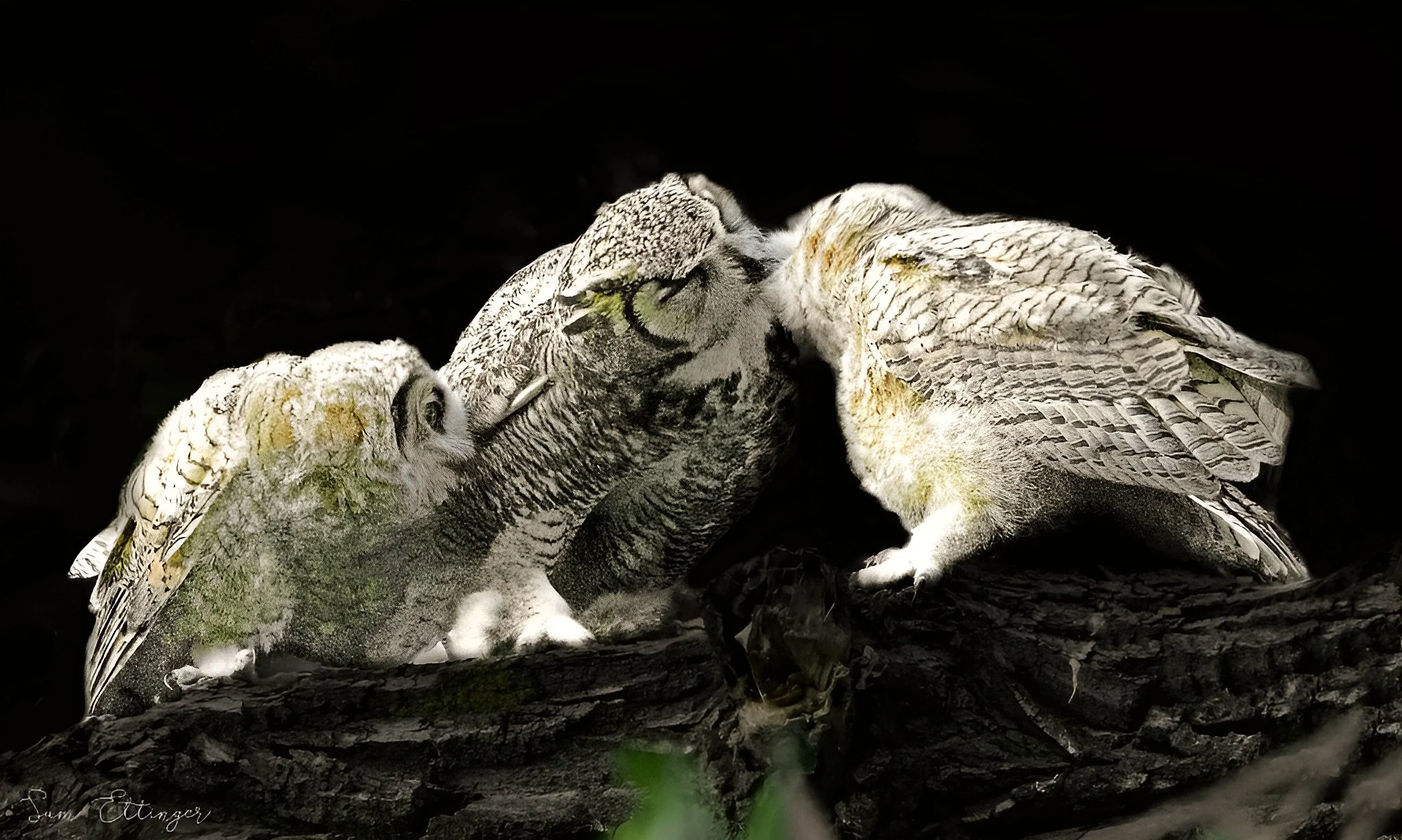 Beautiful Owl chicks12 (1).jpg