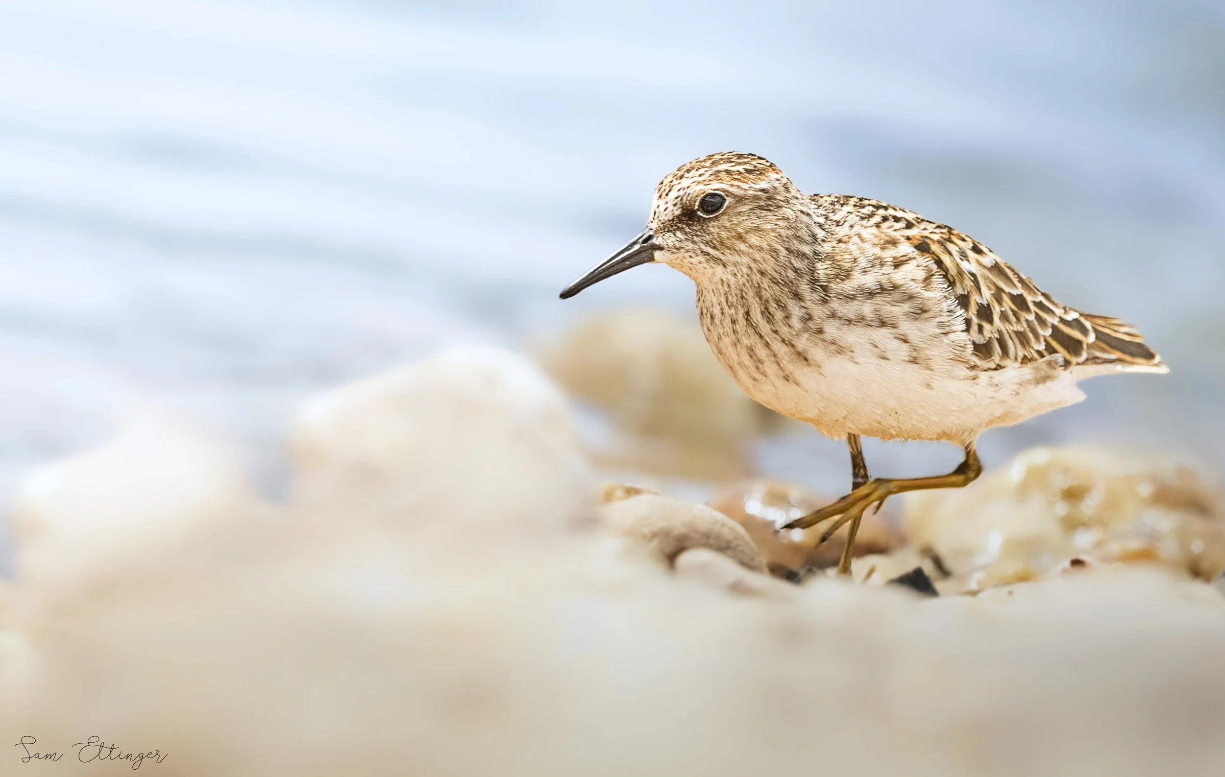 Stunning Least Sandpiper Best1.jpg