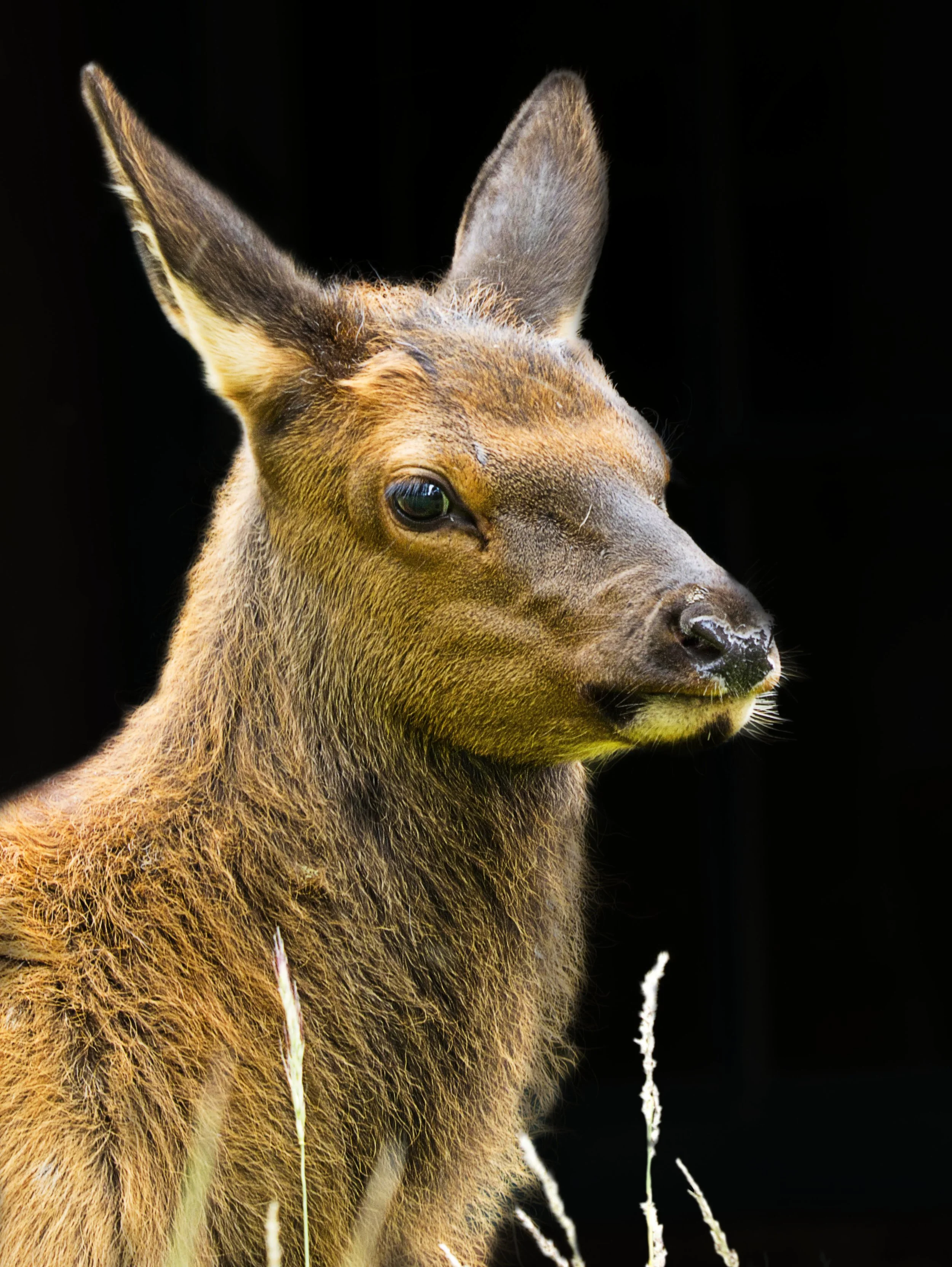 Amazing Baby Elk .jpg