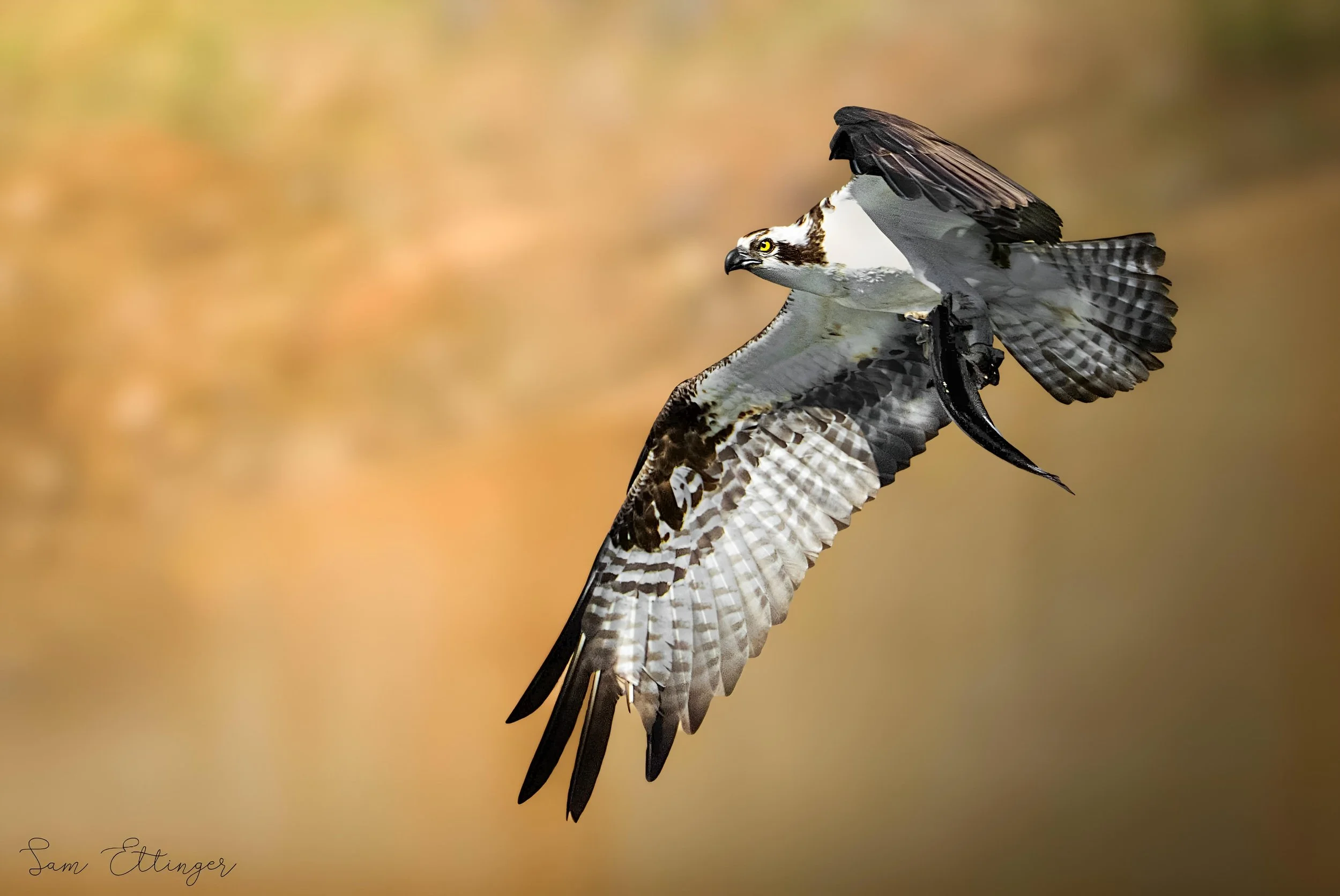 Stunning Osprey with fish.jpg