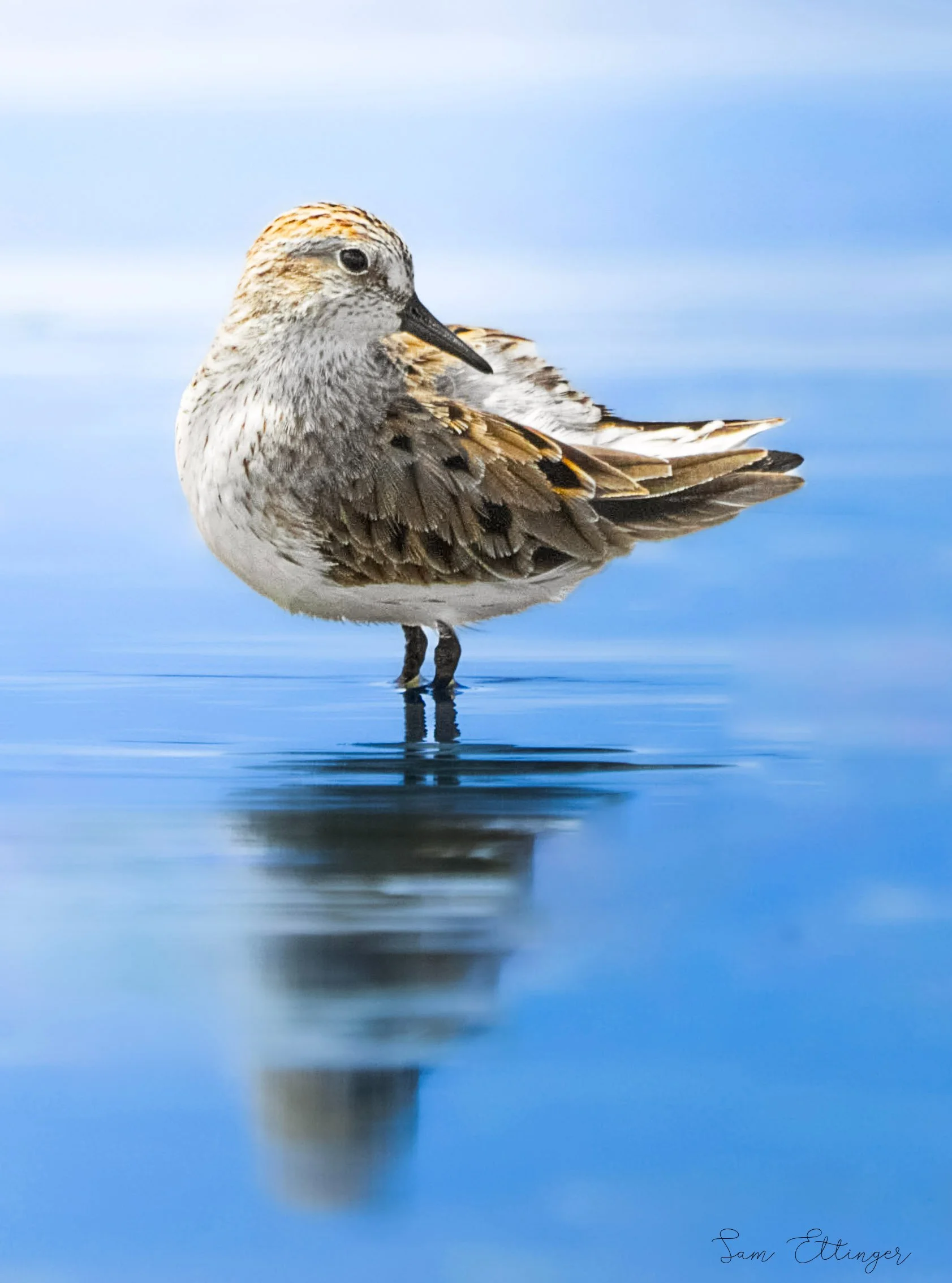 Stunning Bairds sandpiper (1).jpg