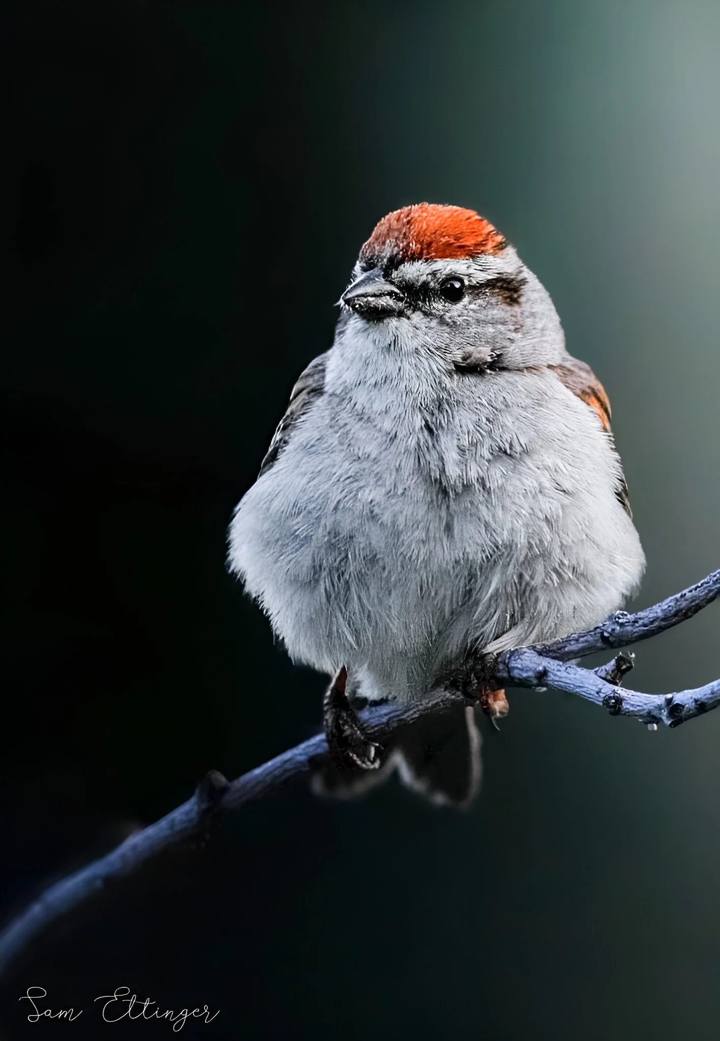 Beautiful chipping Sparrow 1.jpg