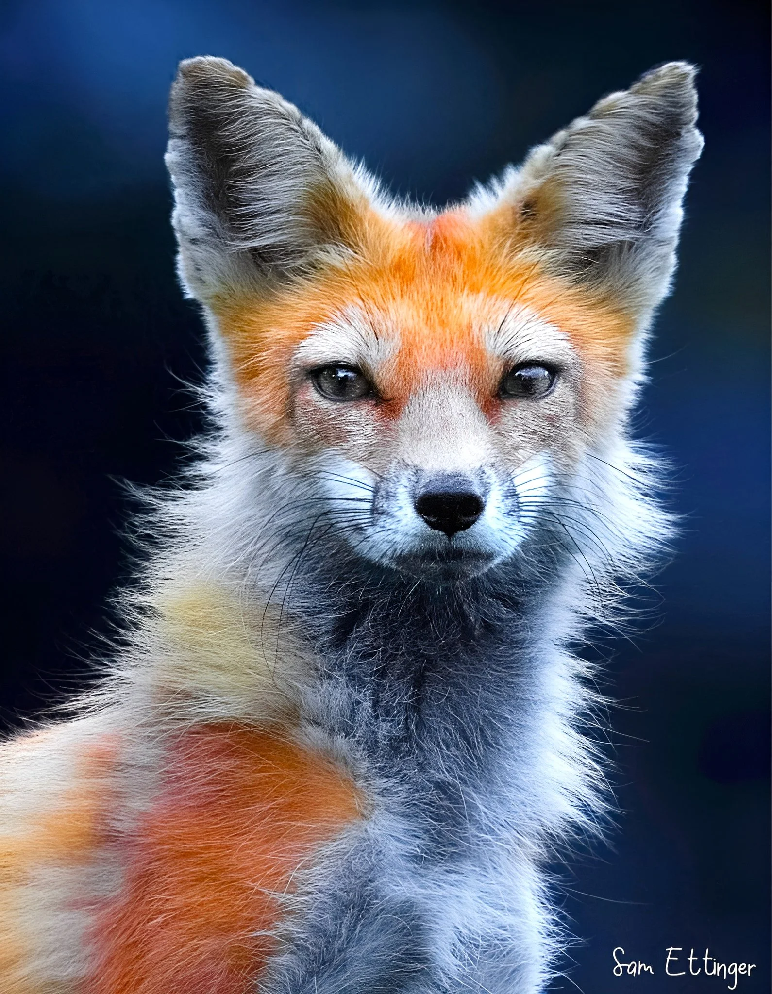 Beautiful Fox (1).jpg