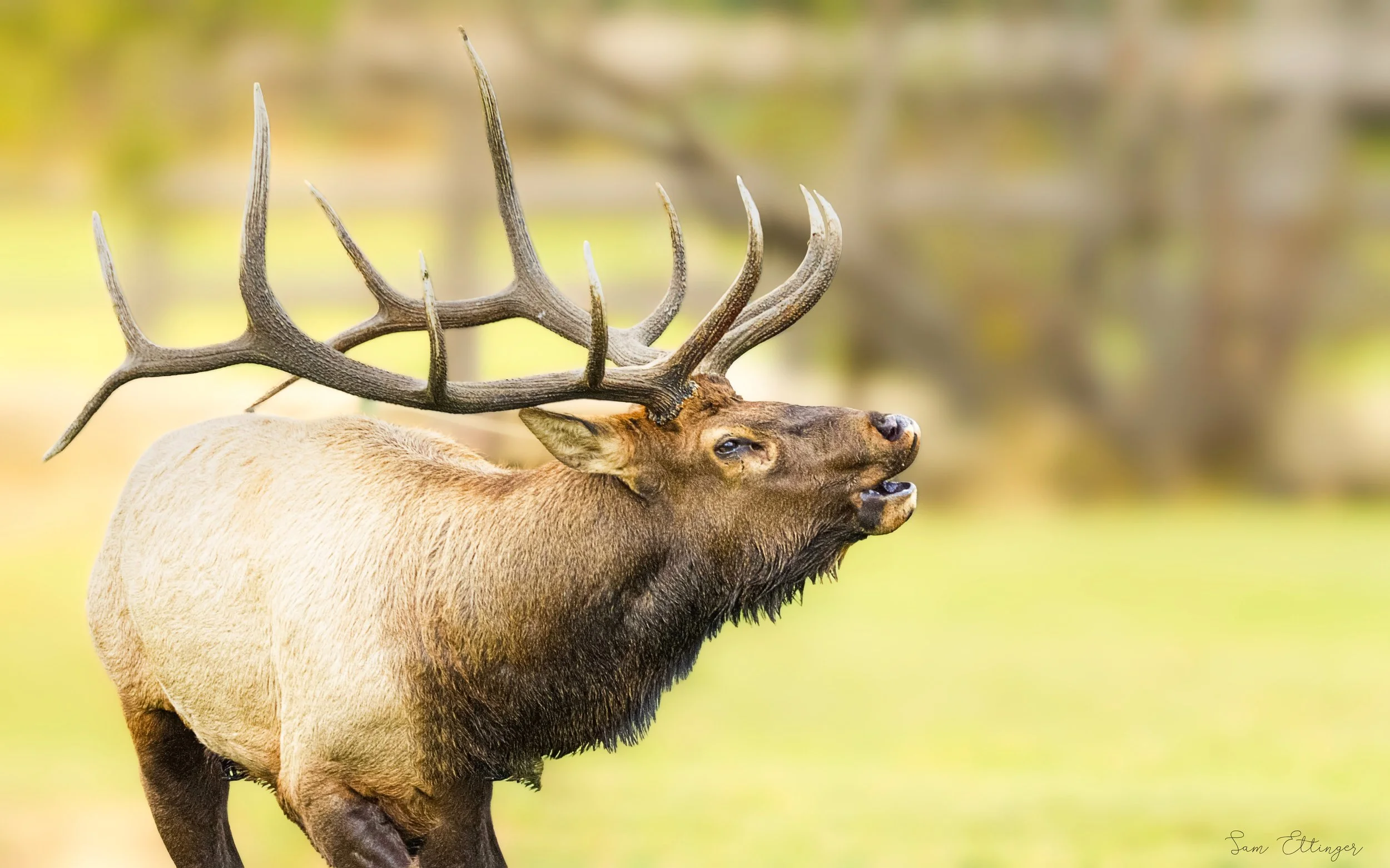 Stunning Elk Bugling (2) (2) (2).jpg