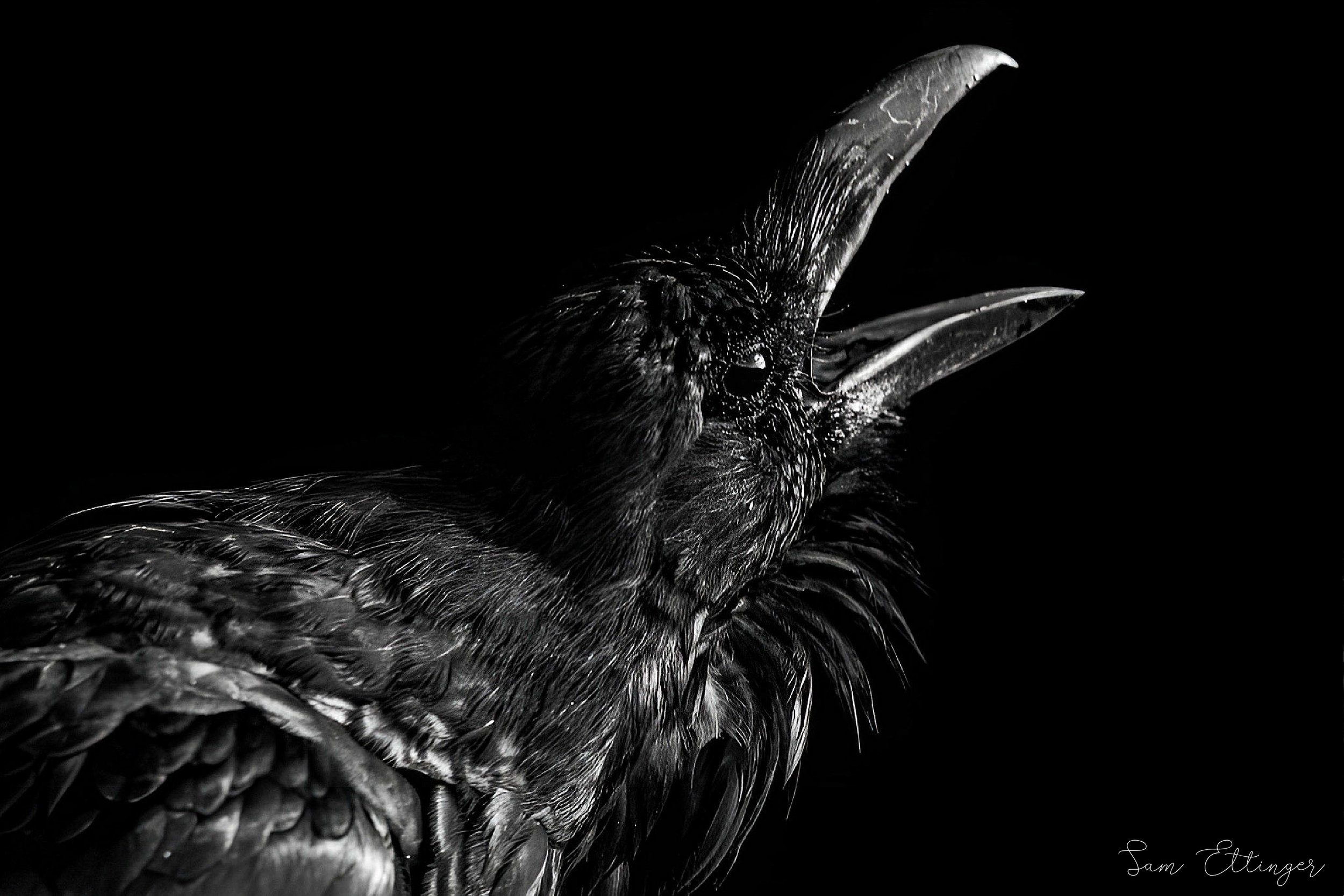 Screams of pain1.jpg