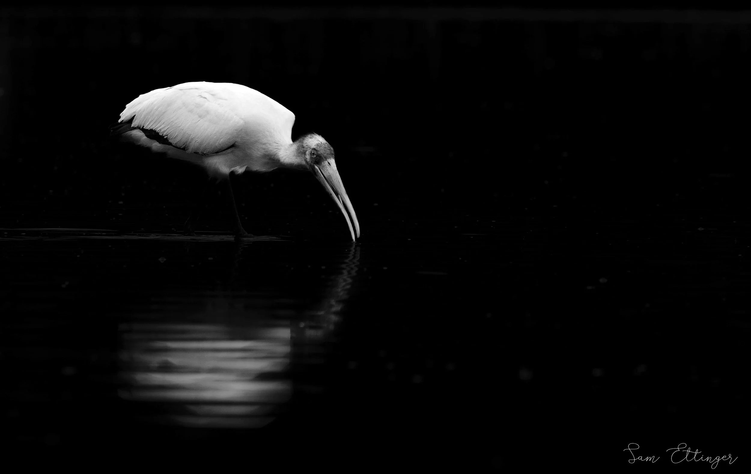 Black and white stork .jpg