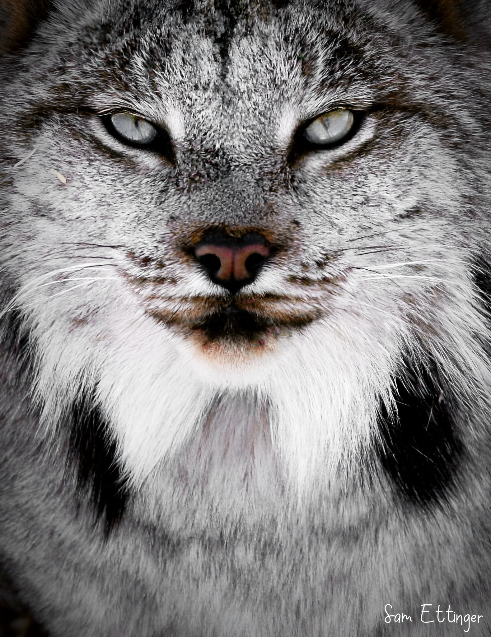 Lynx Amazing 1 .jpg