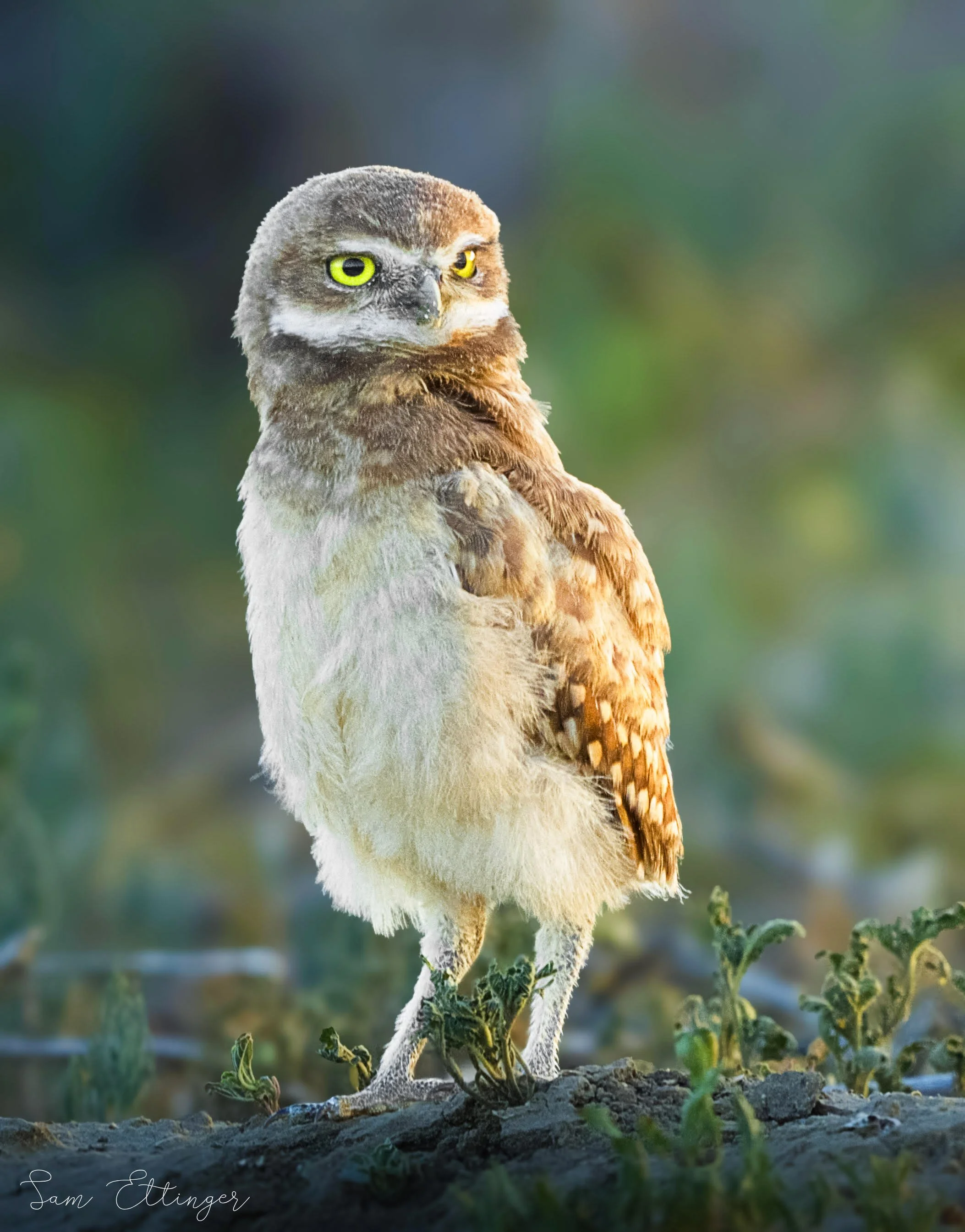 Amazing Burrowing Owl Chick.jpg