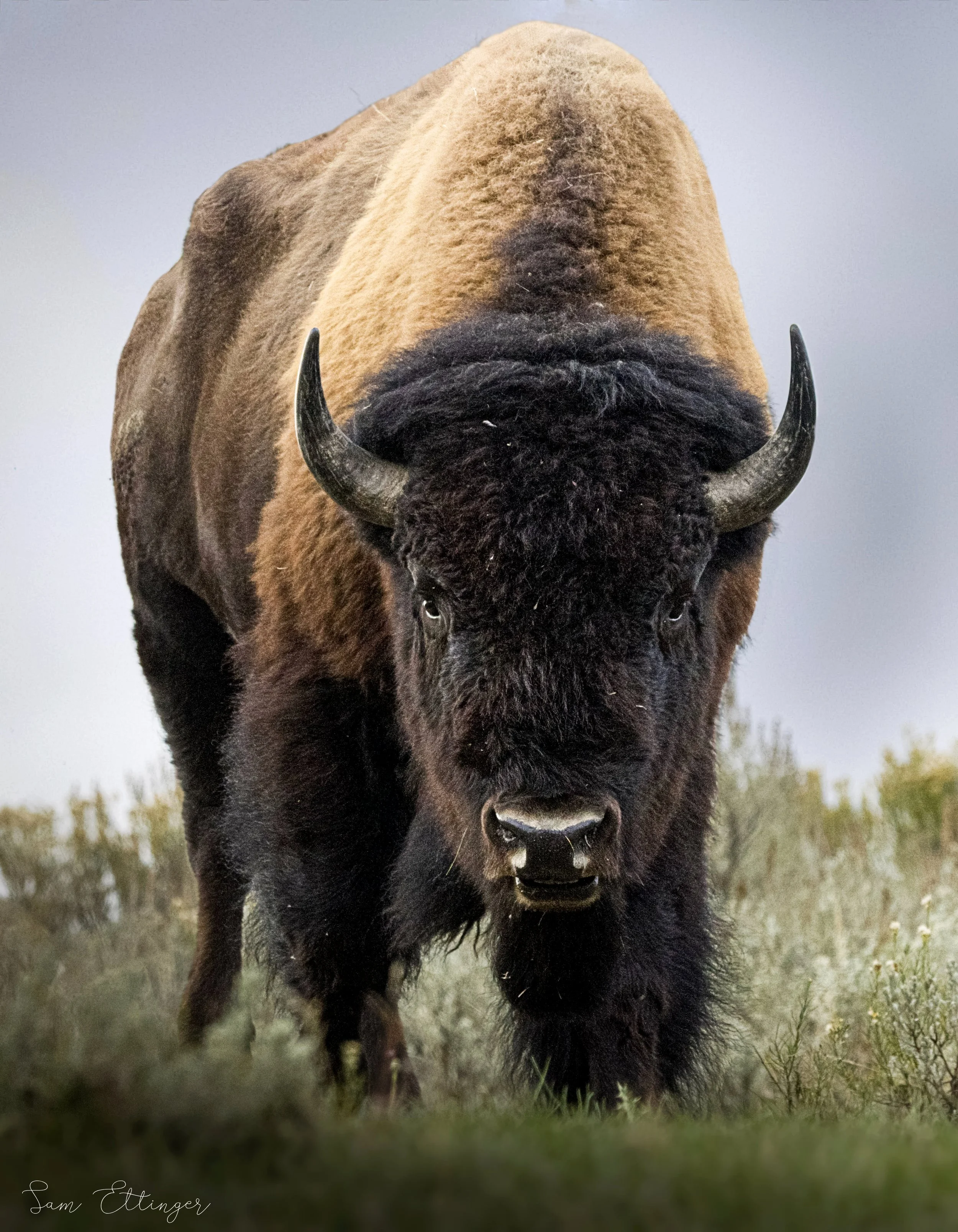 Stunning Best Massive bull bison.jpg