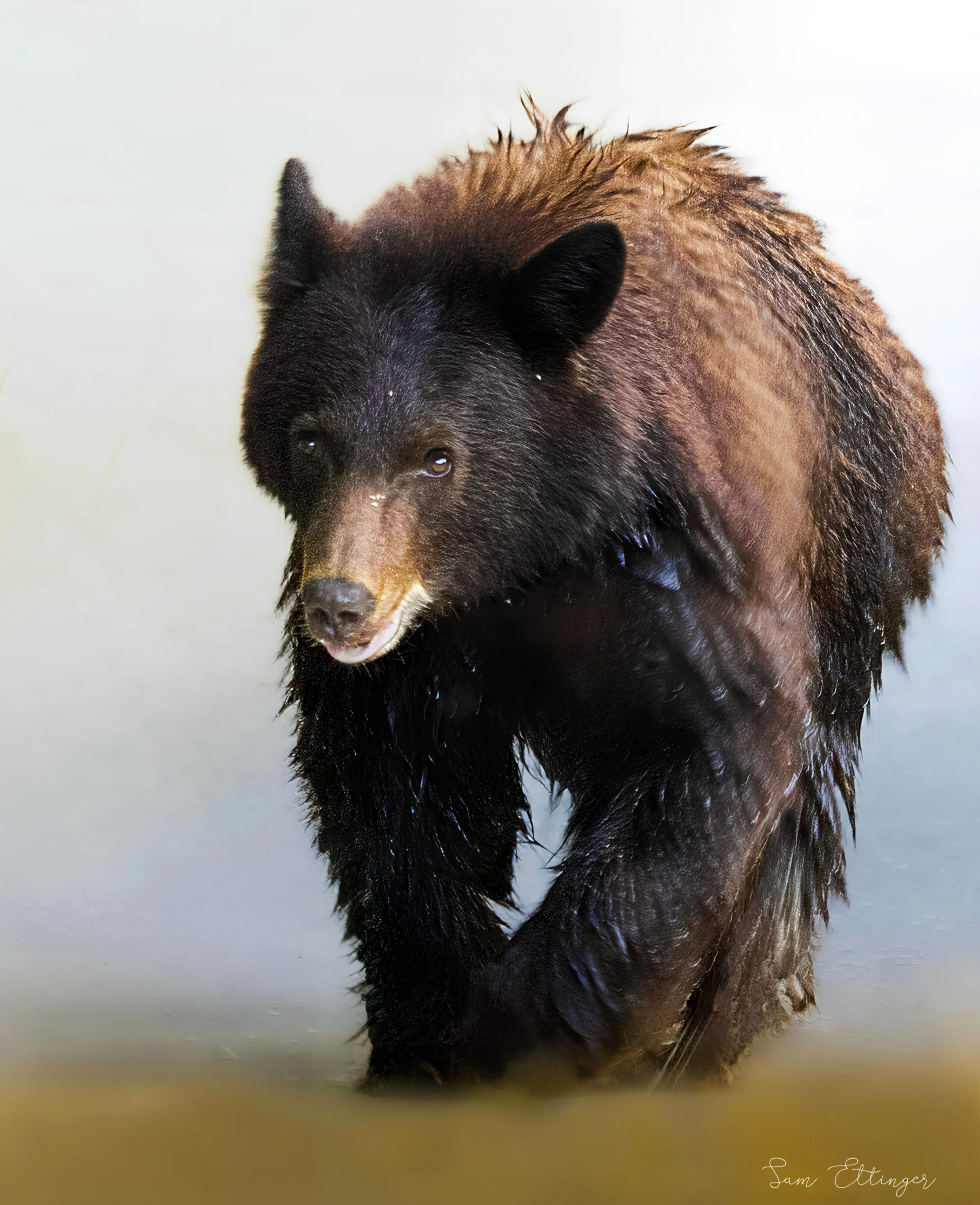 The Absoulute Best Stunning Black Bear1.jpg
