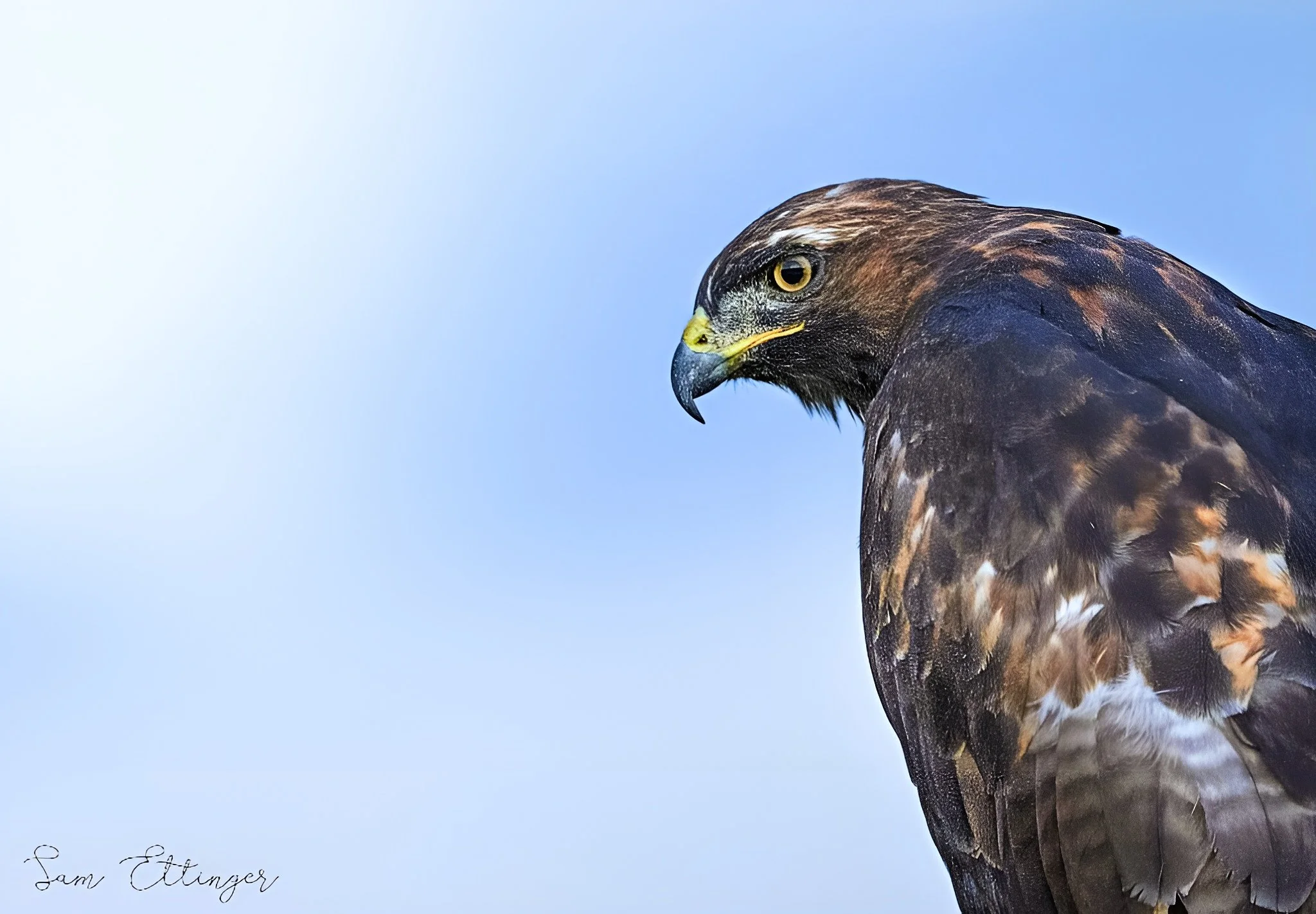 Stunning hawk(1)  .jpg
