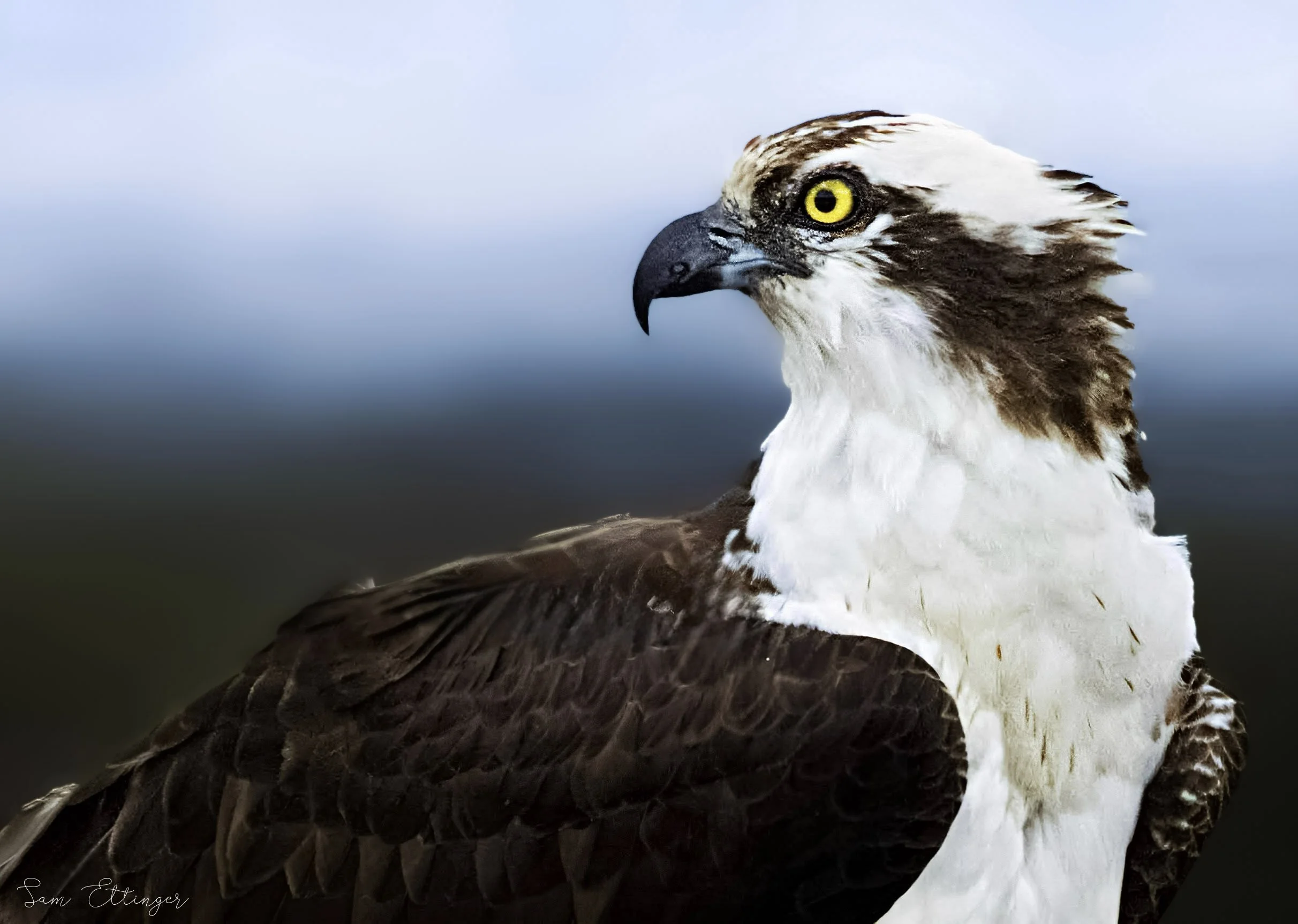Osprey portrat the best (1) (2).jpg