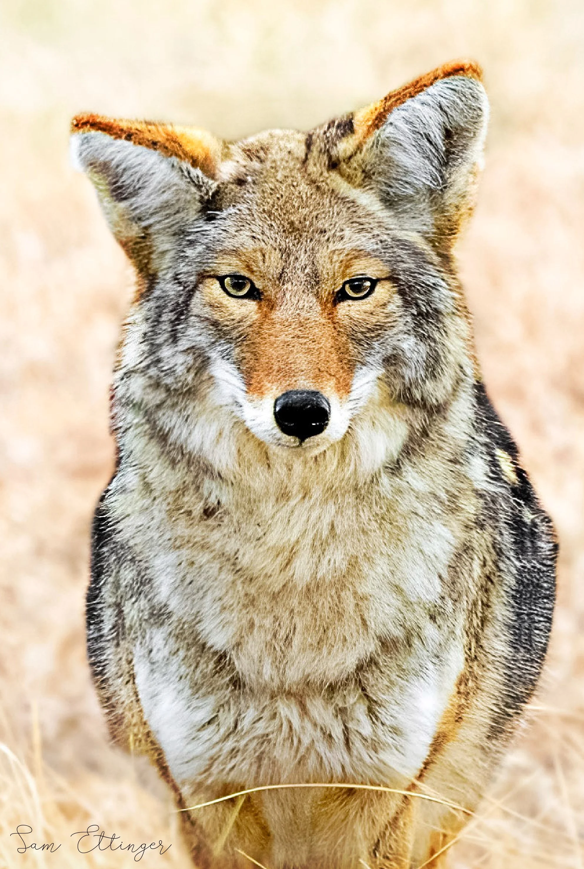 The best coyote 1 (1).jpg