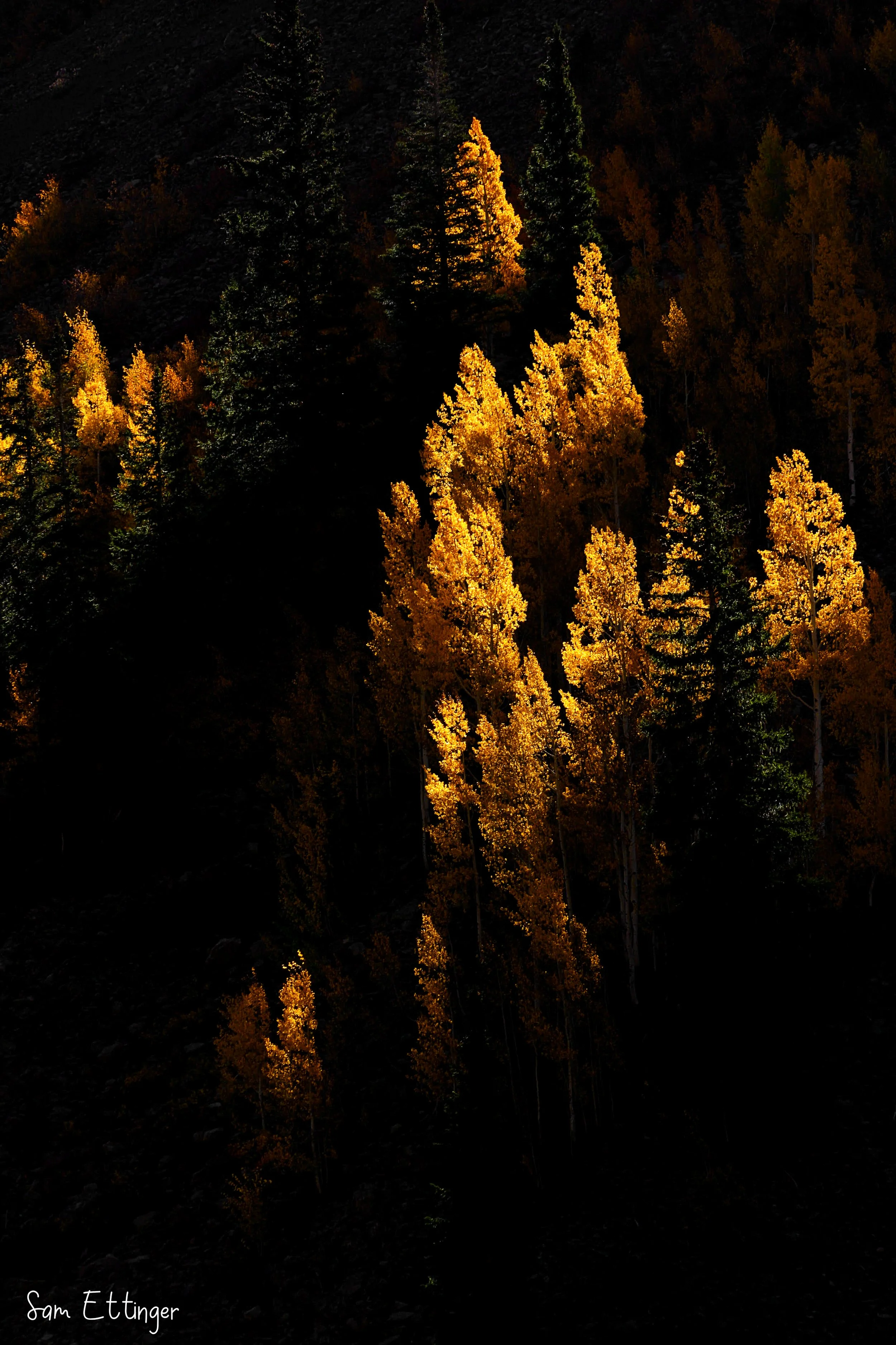 Beautiful Trees .jpg