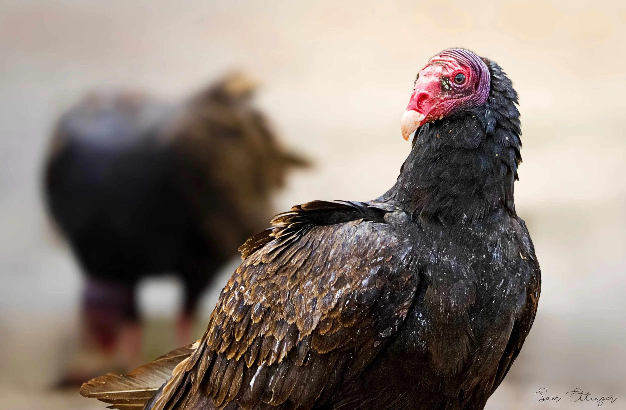 Stunning Turkey vultures (1).jpg
