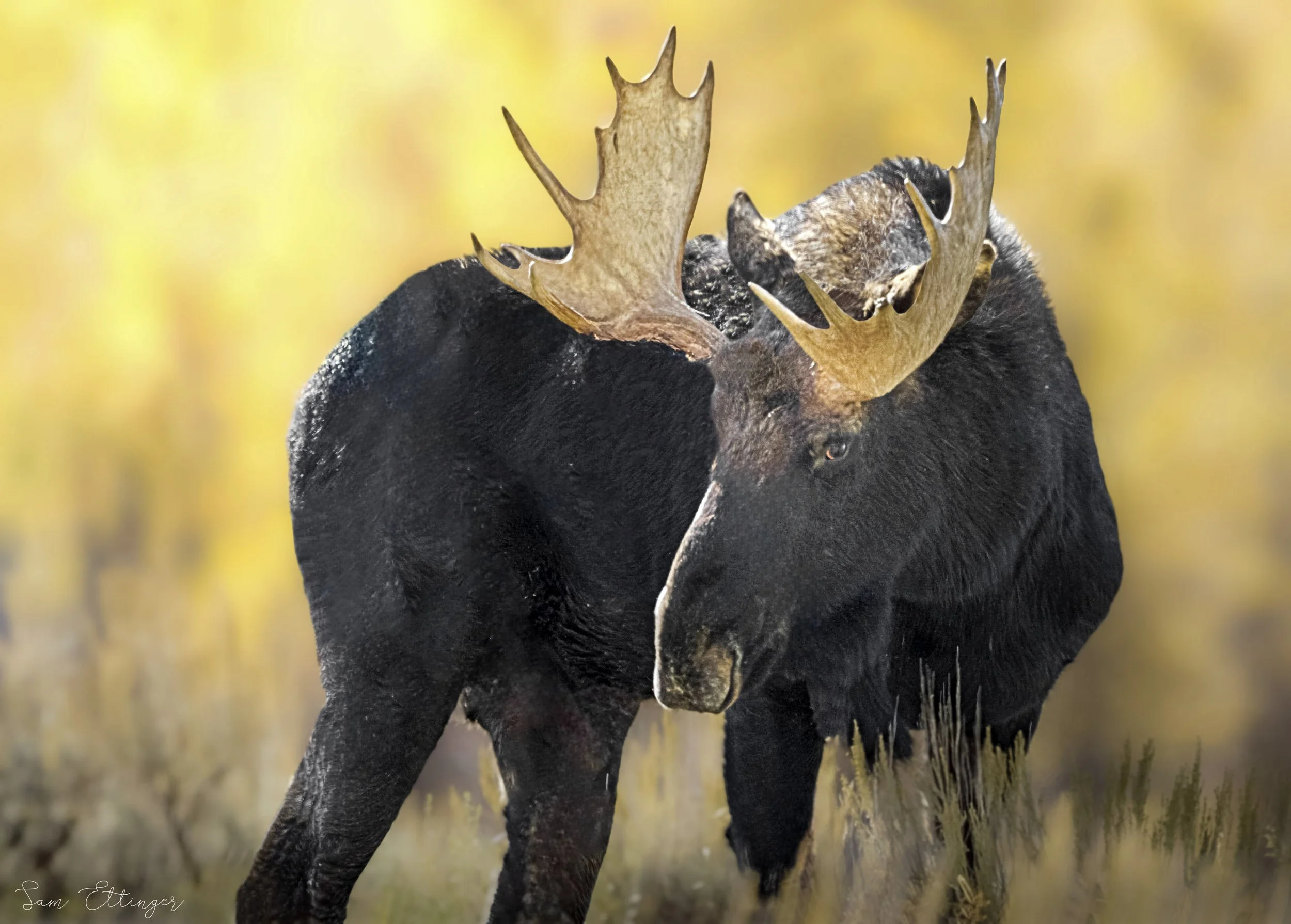 The Best Giant Bull Moose.jpg