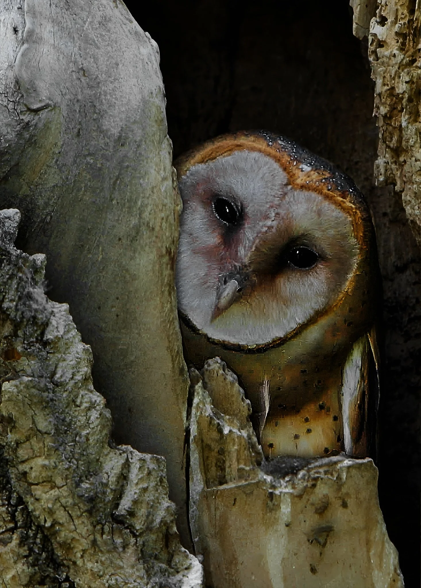 Barn Owl 1 the.jpg
