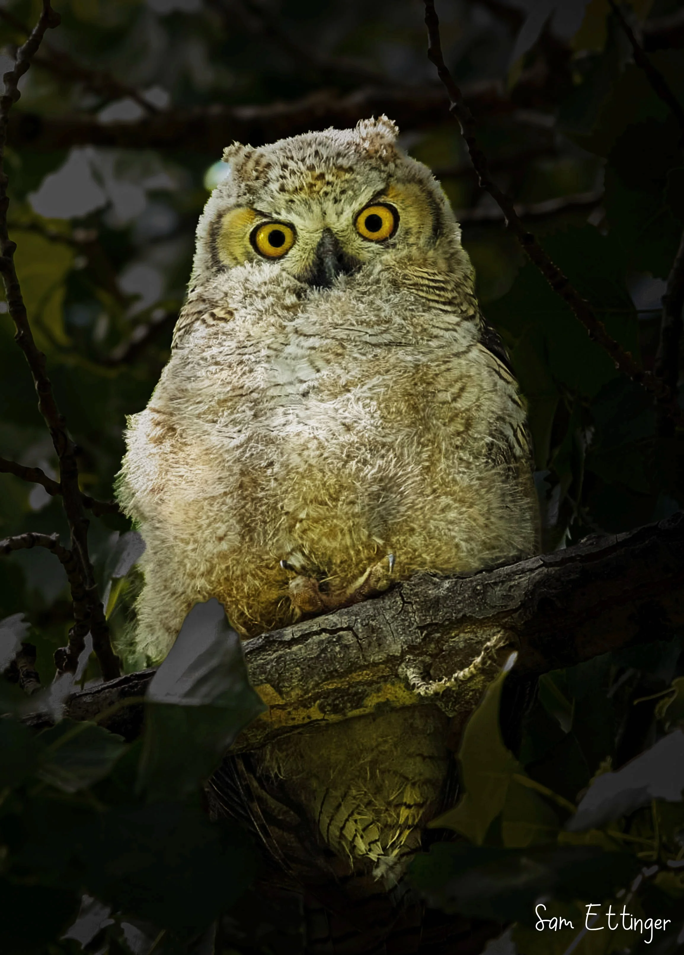 Owl Chick 1 .jpg